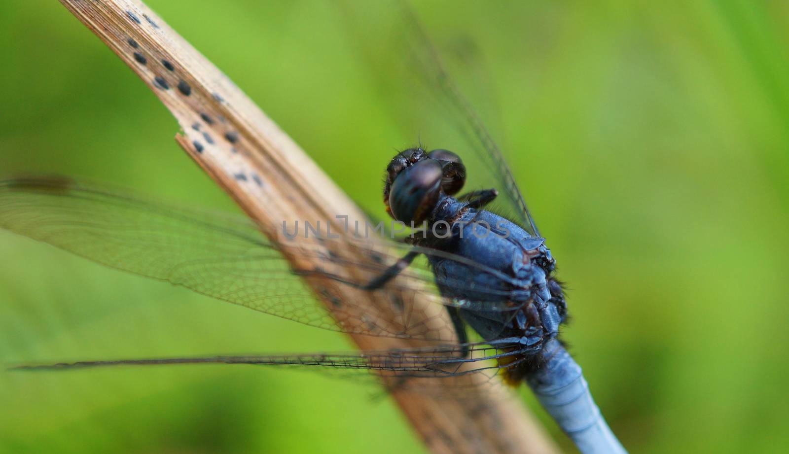 Blue dragon fly by yongtick