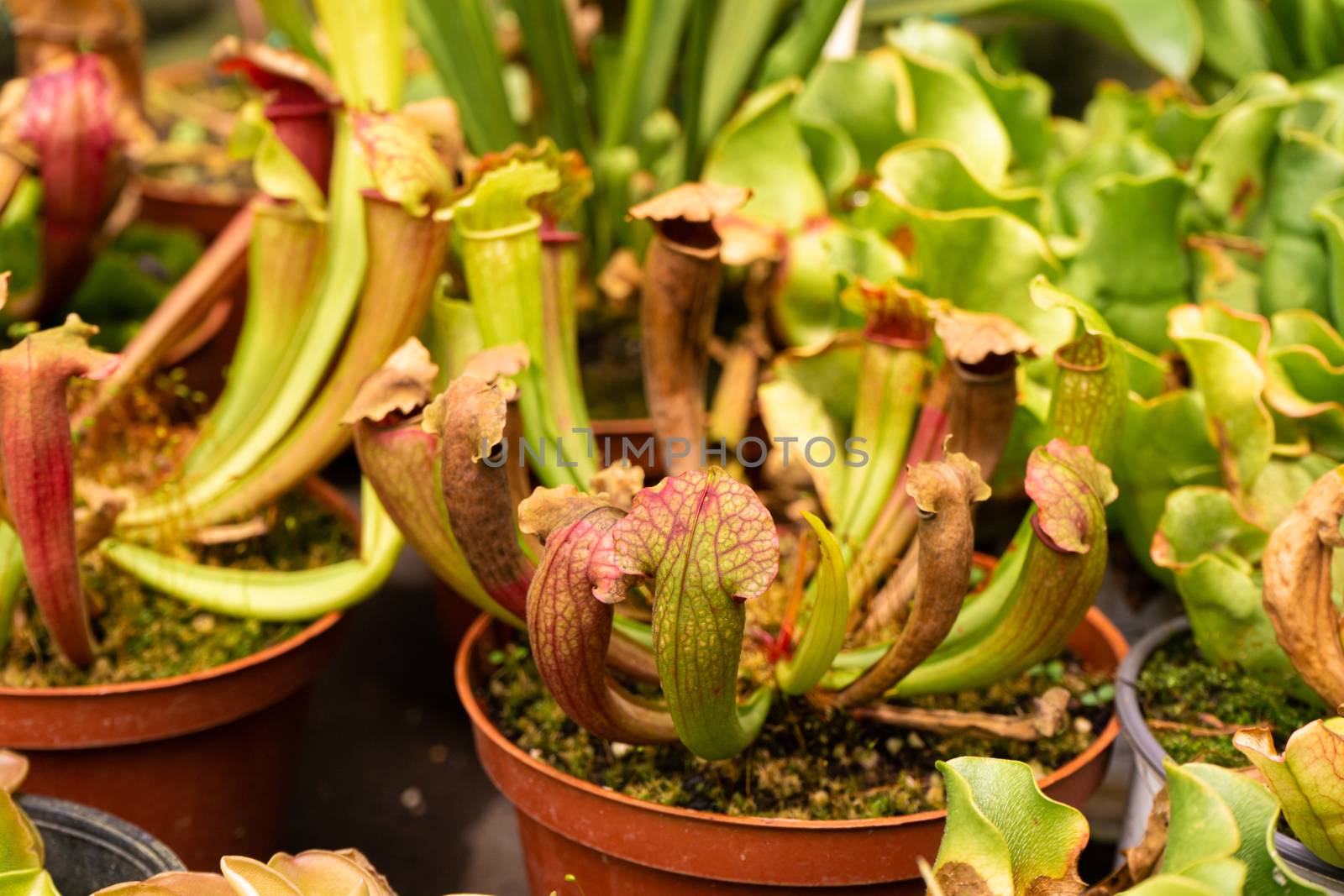 Exotic flower. Carnivorous pitcher plants close up by Try_my_best