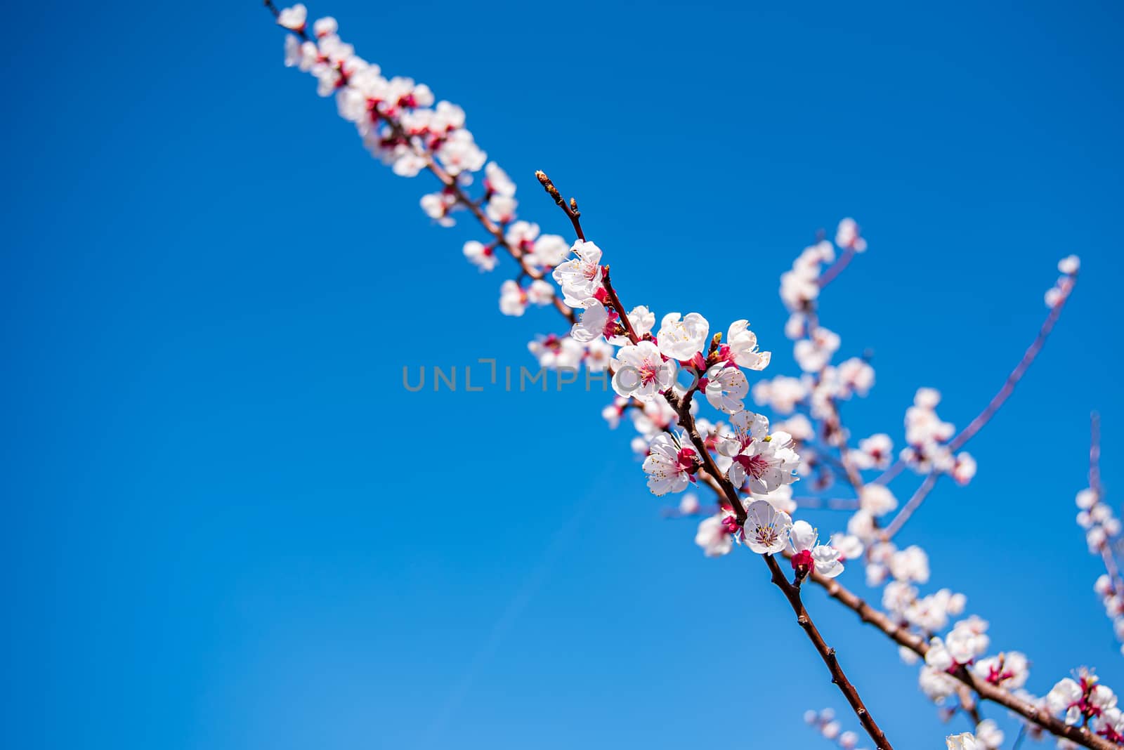 Detail view of a flowering apricot tree branch in front of a deep blue sky