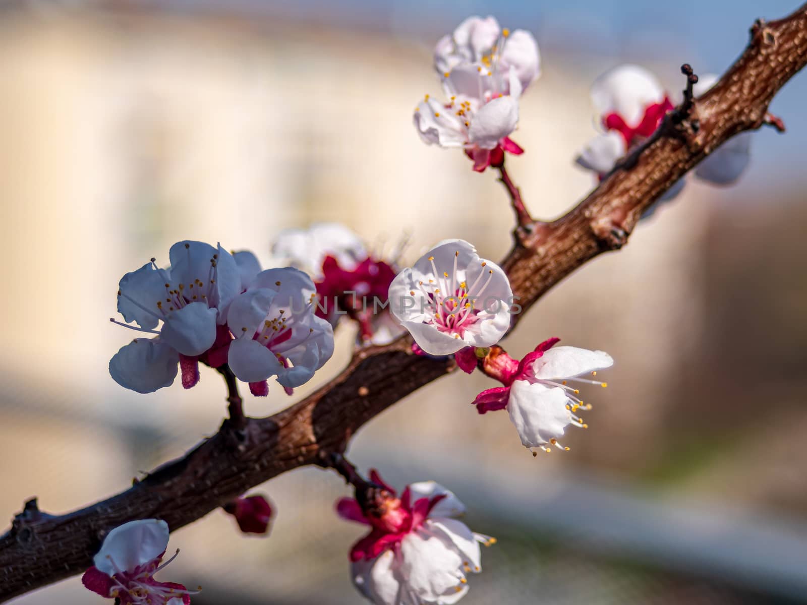 Detail view of a flowering apricot tree branch by Umtsga