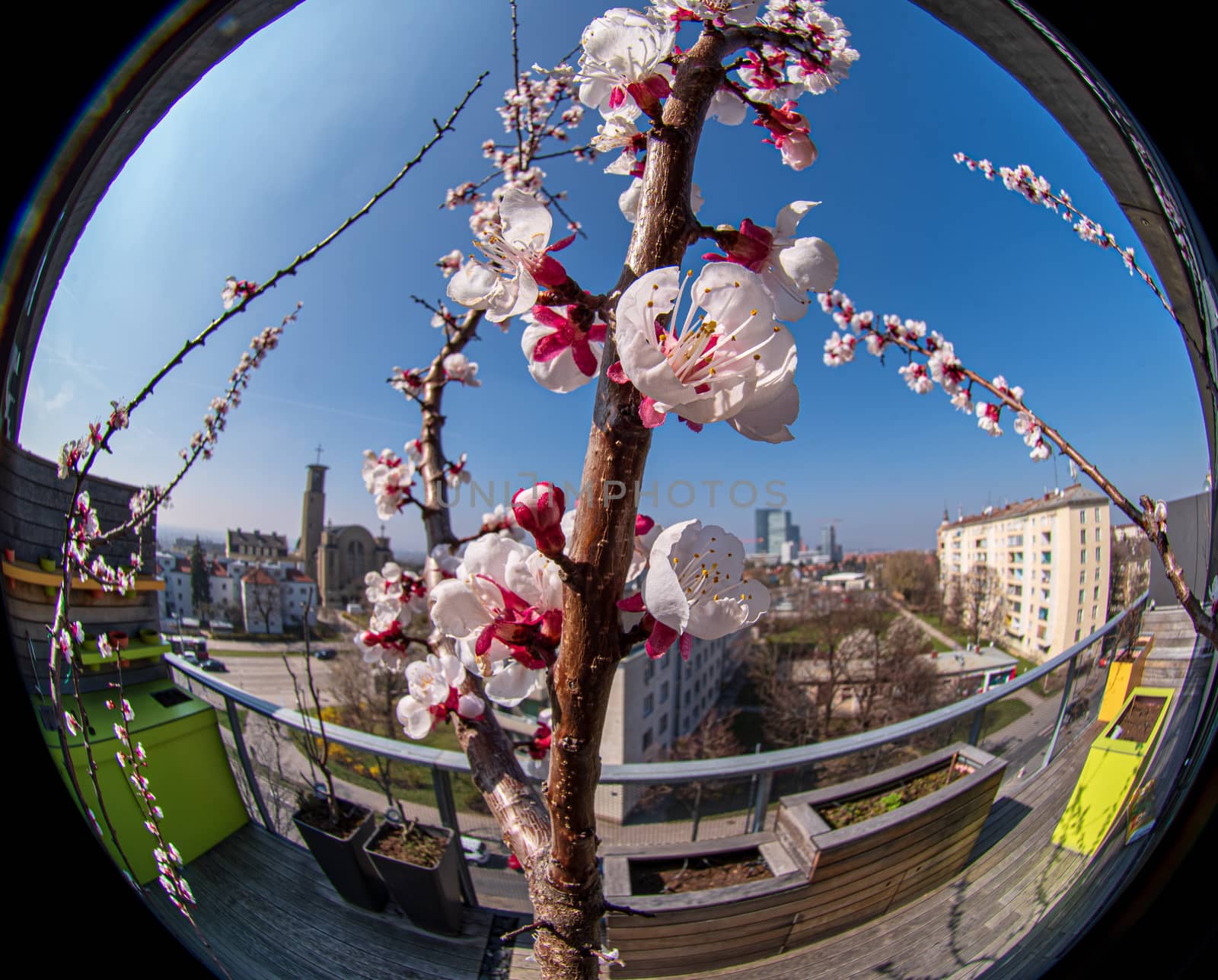 Detail circular fish-eye view of a flowering apricot tree branch with outdoor furniture
