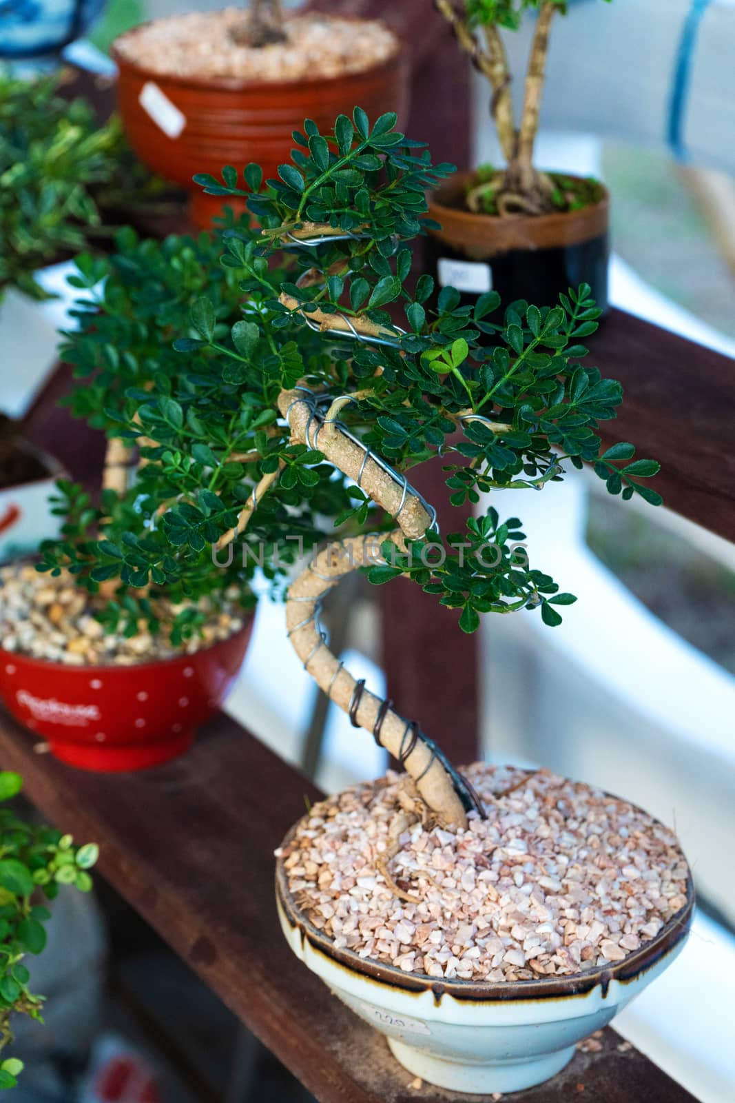 Decorative plants for decorating a room in a street market in Asia.