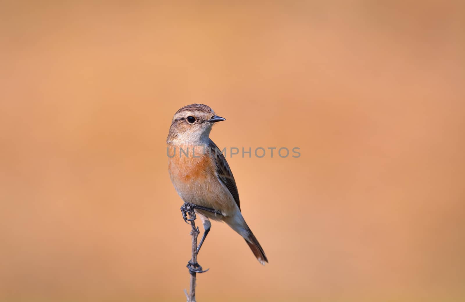 Siberian stone chat sitting on a edge of dry branch by rkbalaji