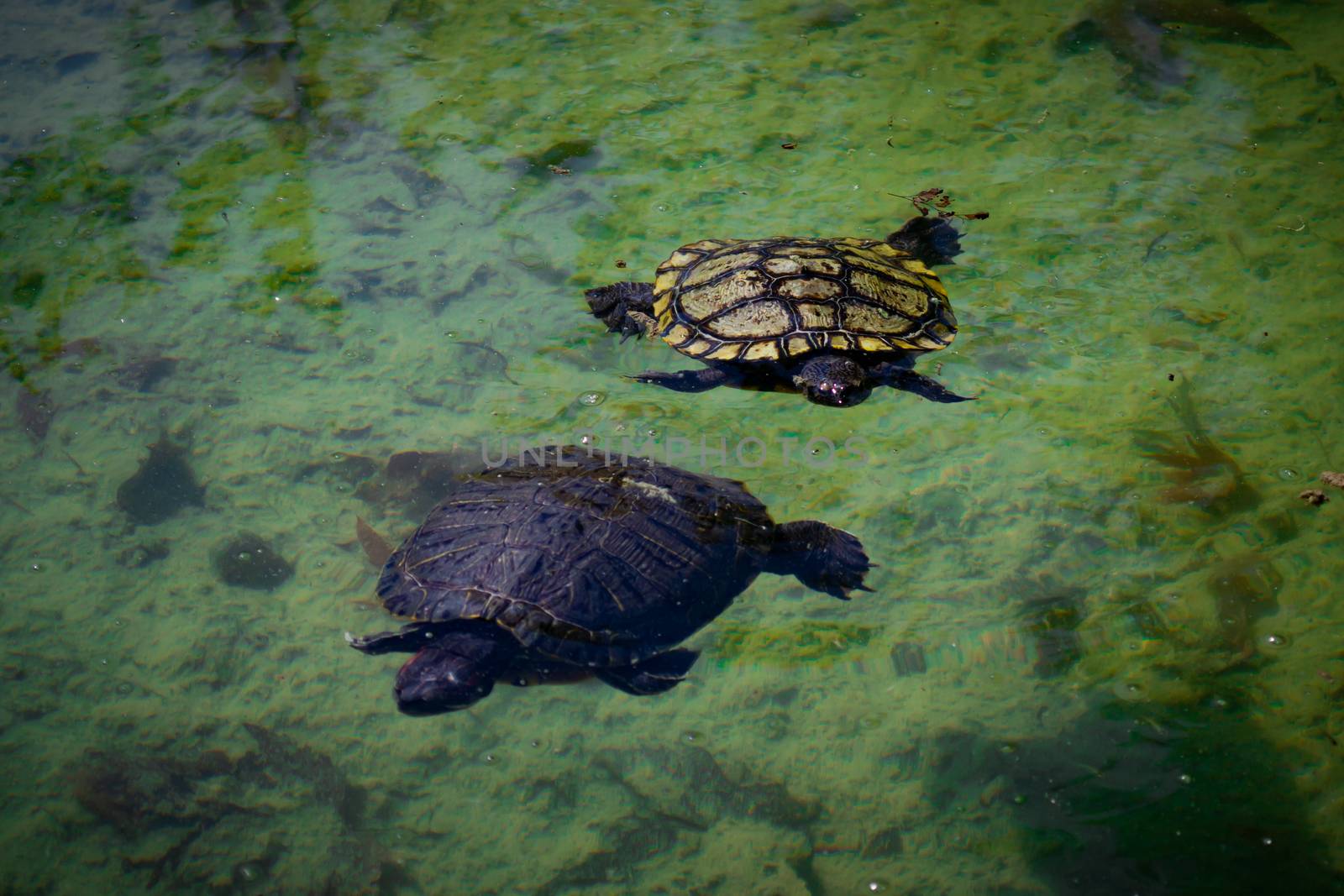 2 pond slider turtles (Trachemys scripta) are swimming in a pond on a sunny day. Horizontal stock image.