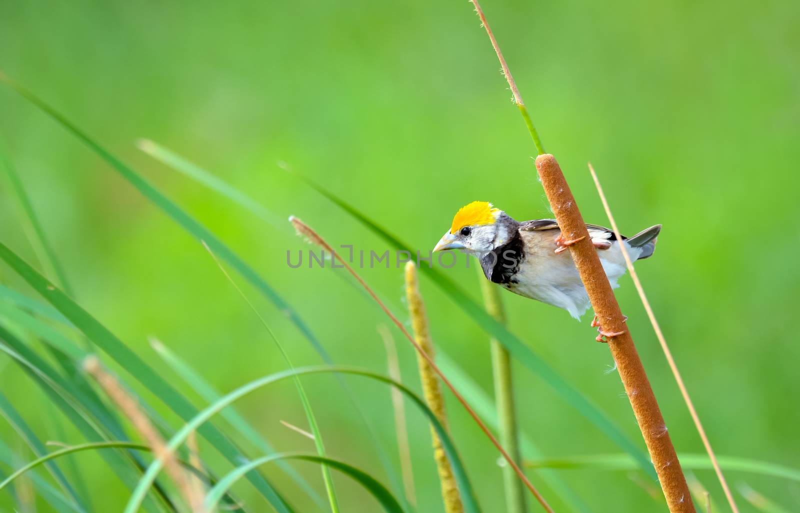 Black-breasted perched on a reed by rkbalaji