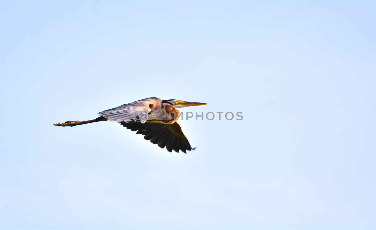 Purple heron flying high with open wings by rkbalaji
