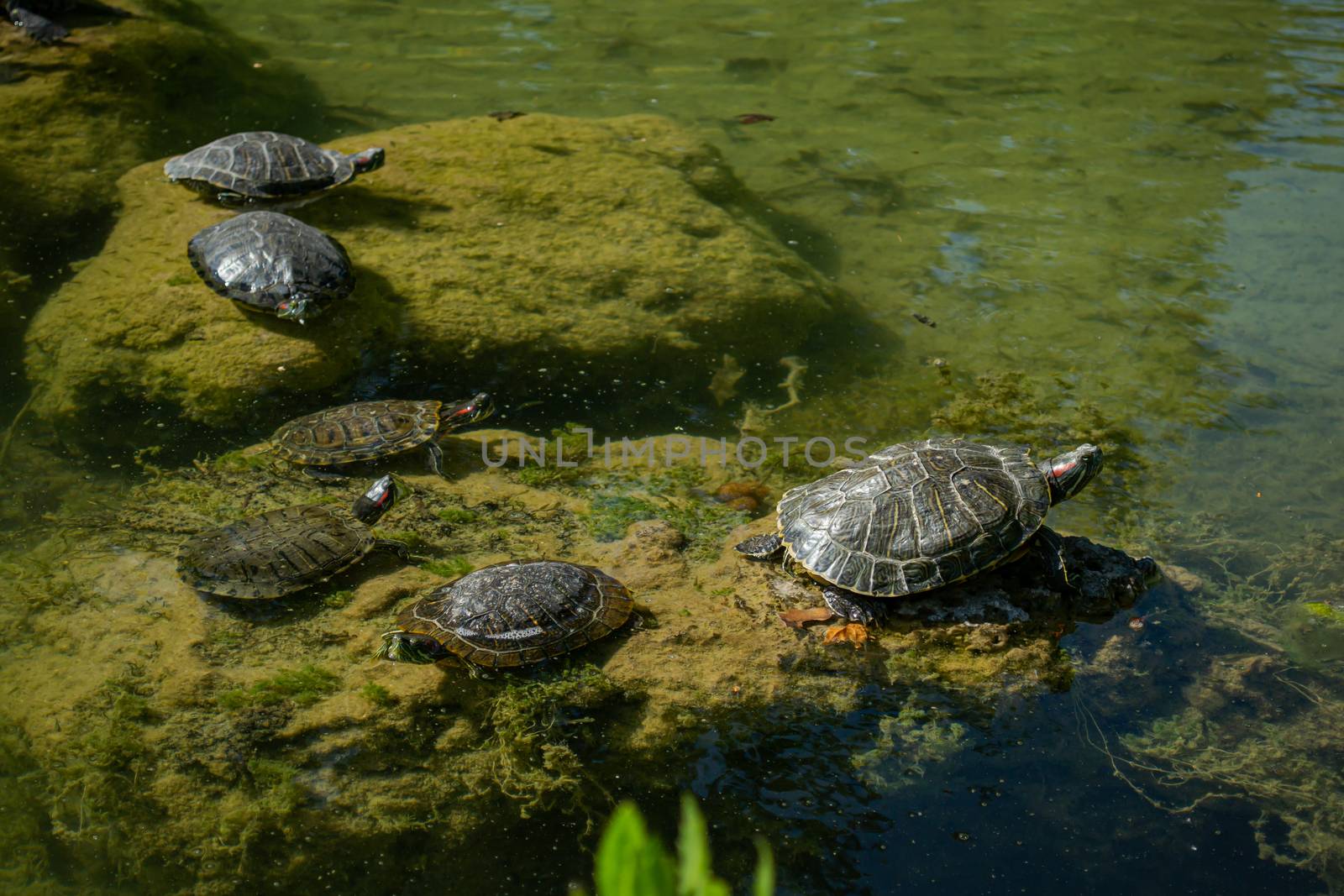 Plenty of pond slider turtle (Trachemys scripta) are basking in  by AlonaGryadovaya