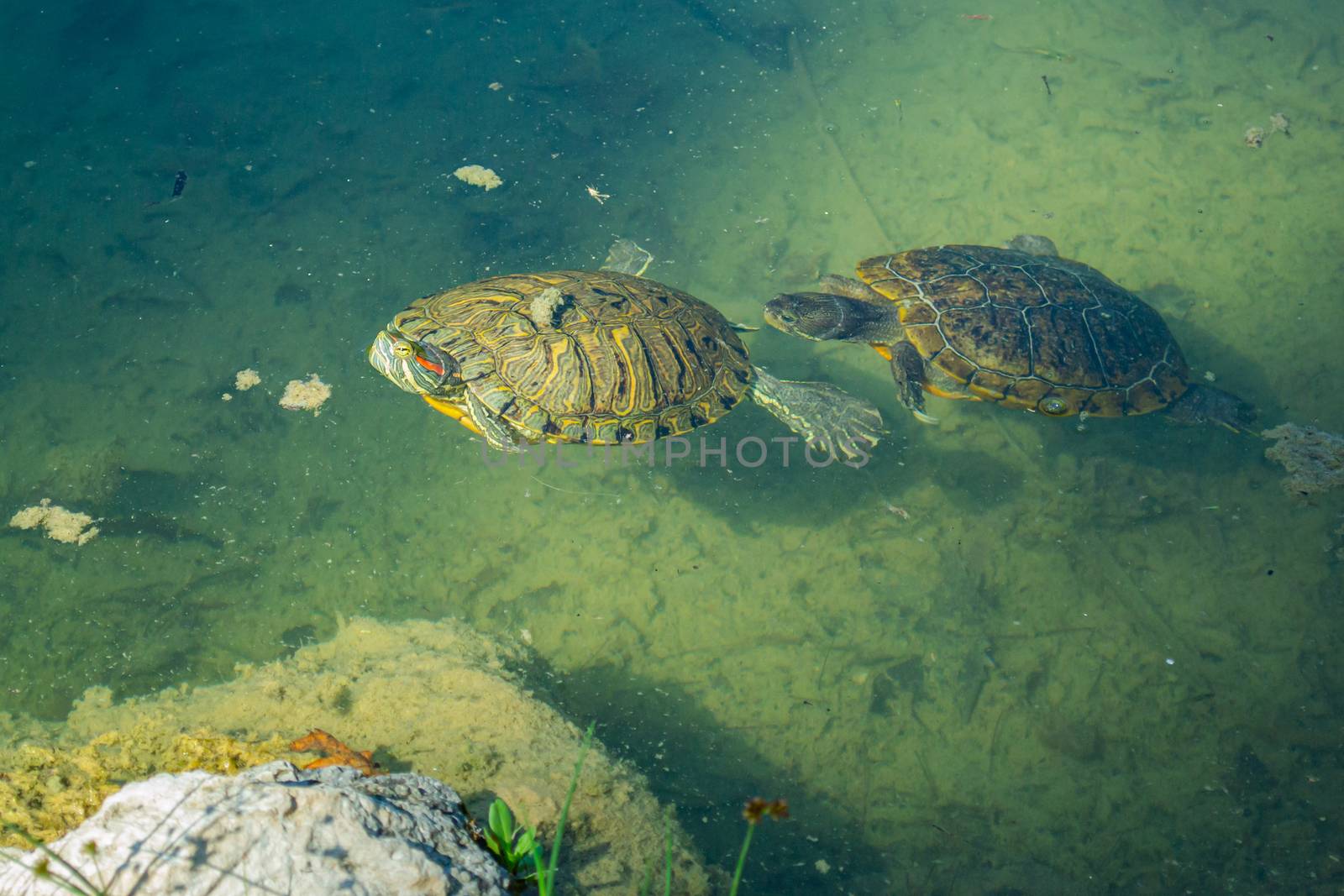 2 pond slider turtles (Trachemys scripta) are swimming in a pond on a sunny day. Horizontal stock image.