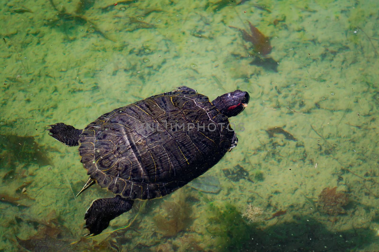 The pond slider water turtle (Trachemys scripta) is swimming in a pond on a sunny day. Horizontal stock image.