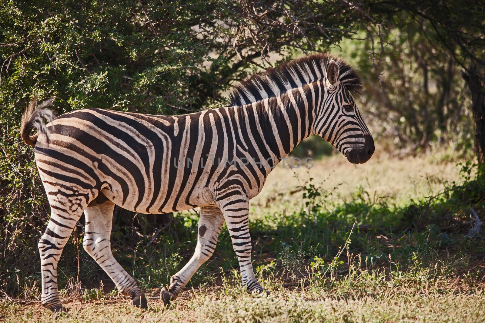 Burchell's Zebra, Equus quagga burchellii is also known as the plains zebra 9844 by kobus_peche