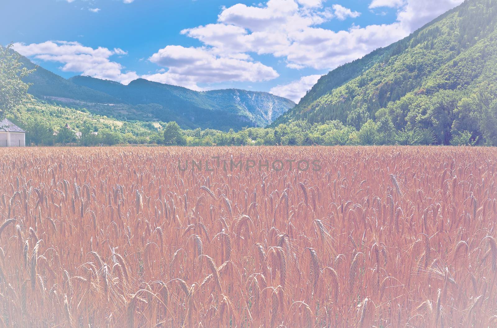 Desert field in faded color effect. Wheat harvest in France.