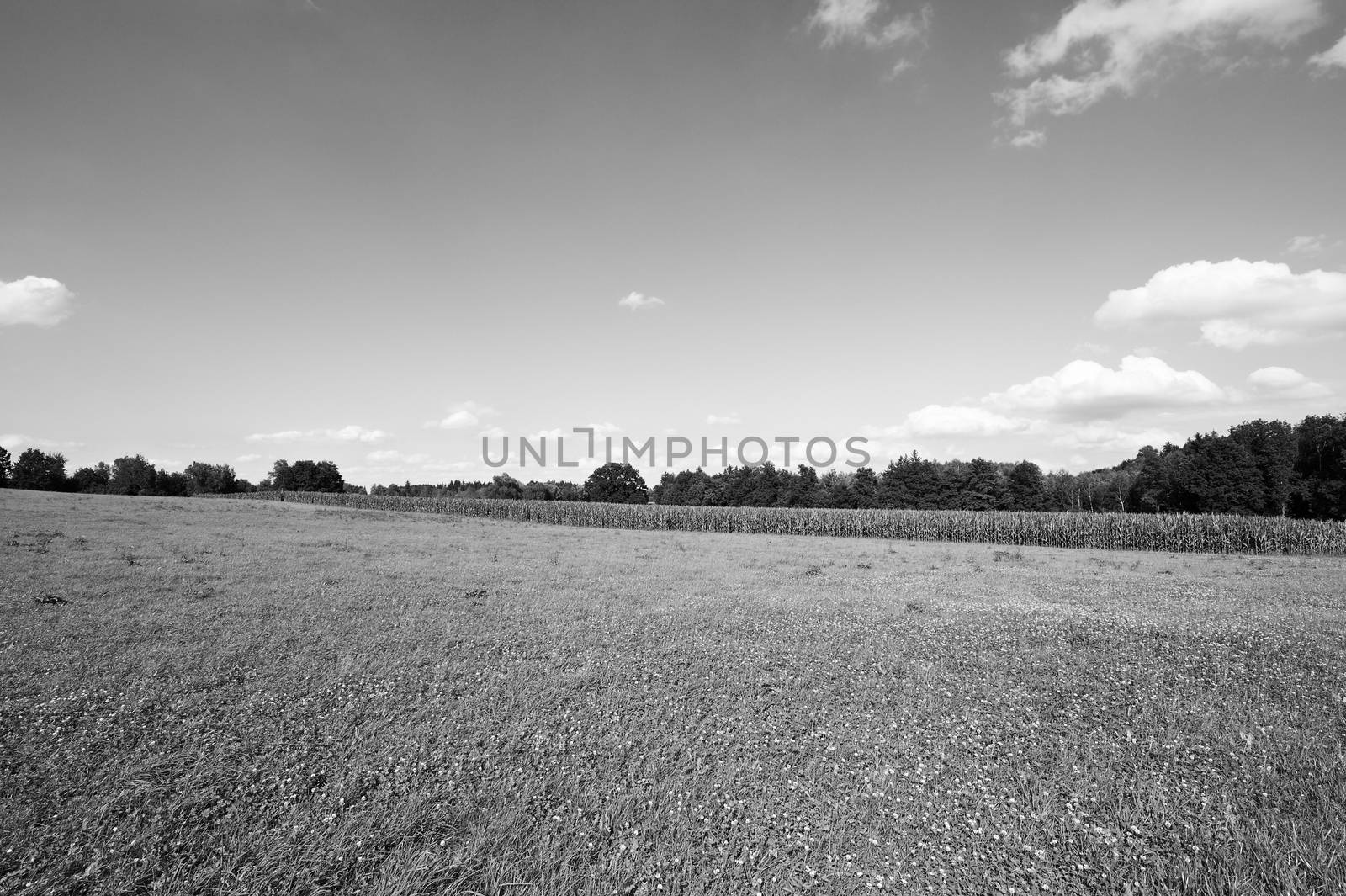 Deserted fields of Germany in black and white. Maize plantation in southern Bavaria.