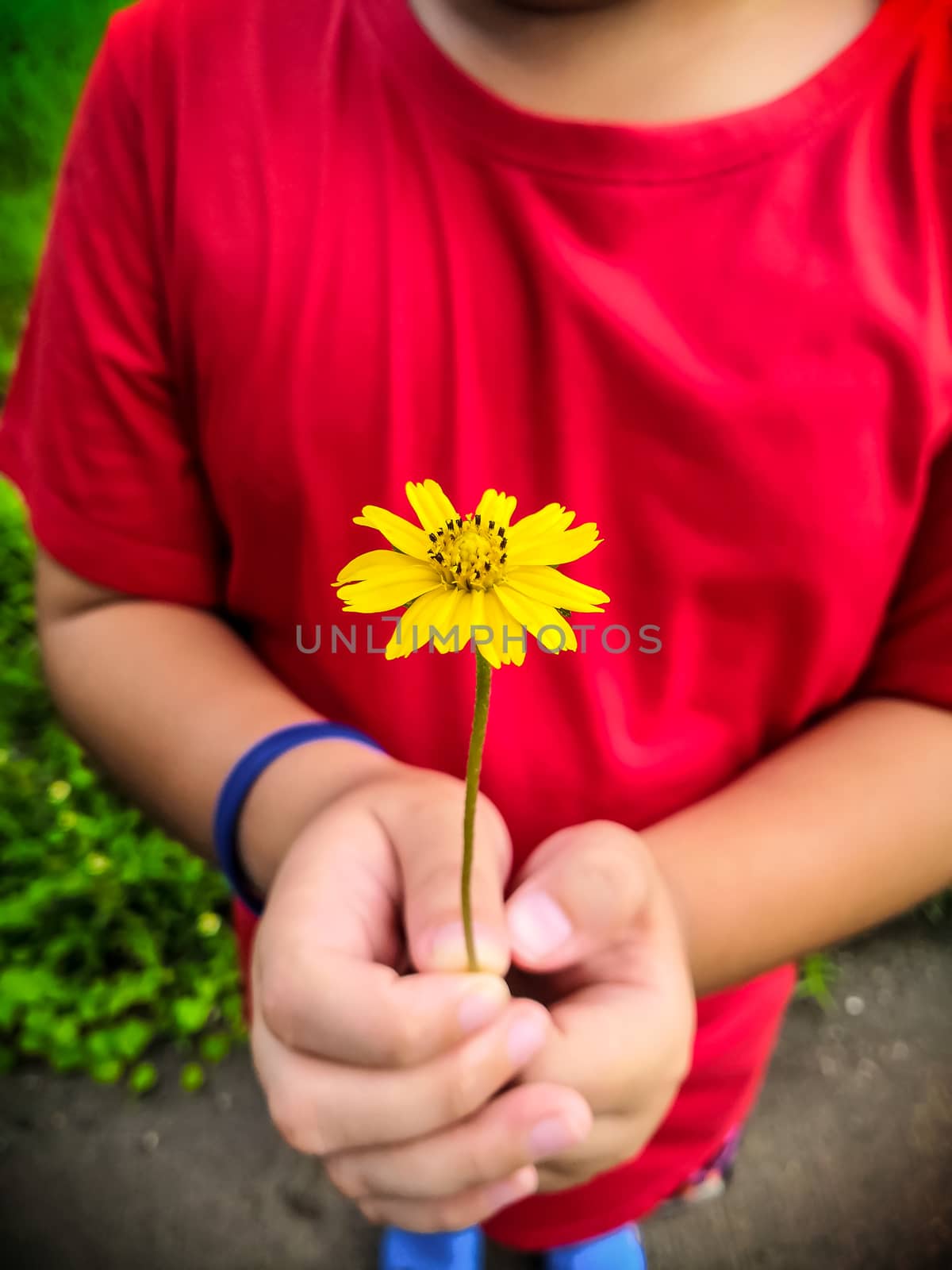 The boy wearing a red shirt holding a singapore daisy