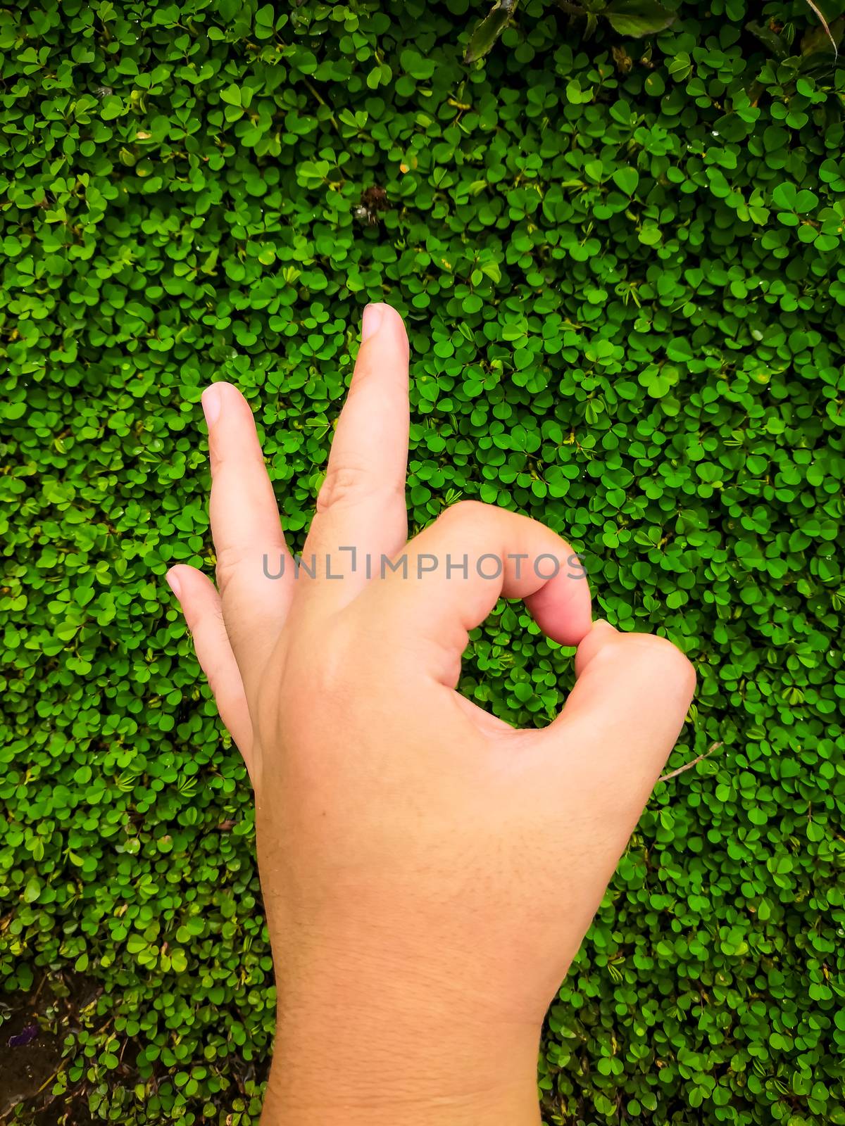 boy's hand did hand sign OK on Desmodium triflorum background.