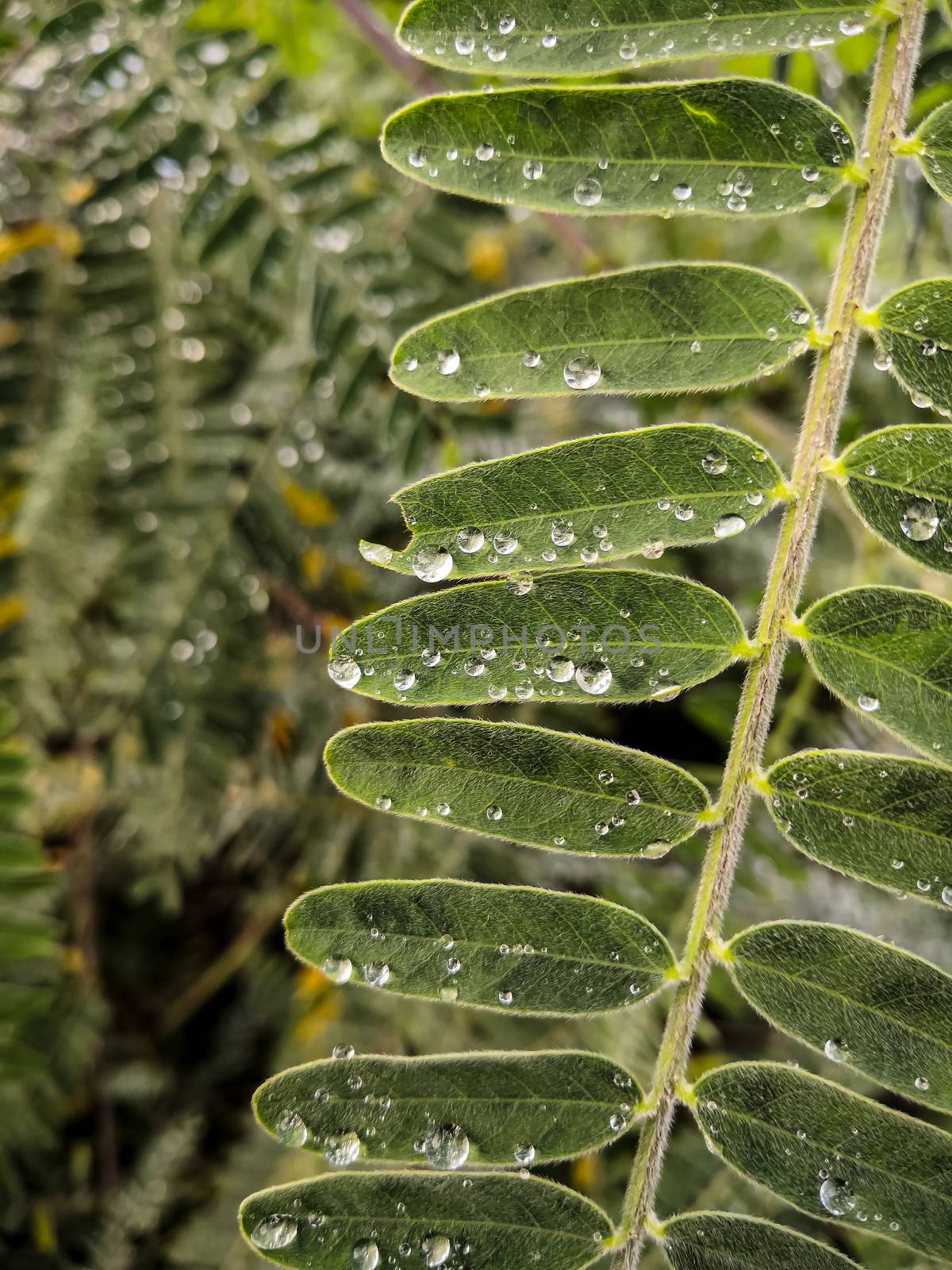 Rain drops on hairy green leaves