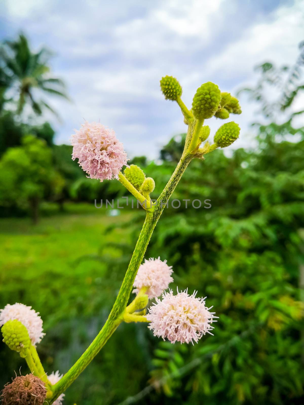 flower of giant mimosa by somesense