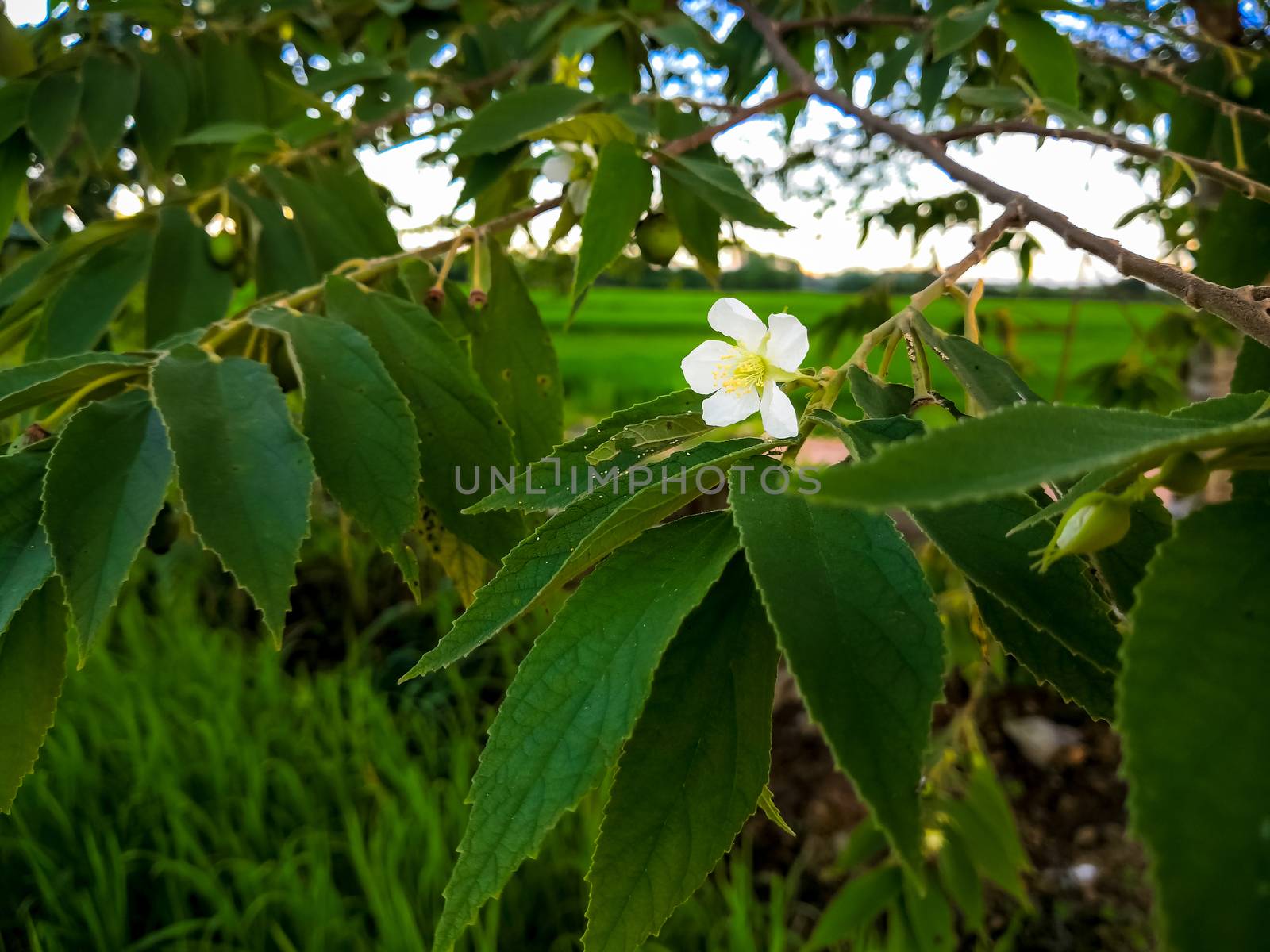 flower of Calabura, Jam tree, Jamaican cherry by somesense