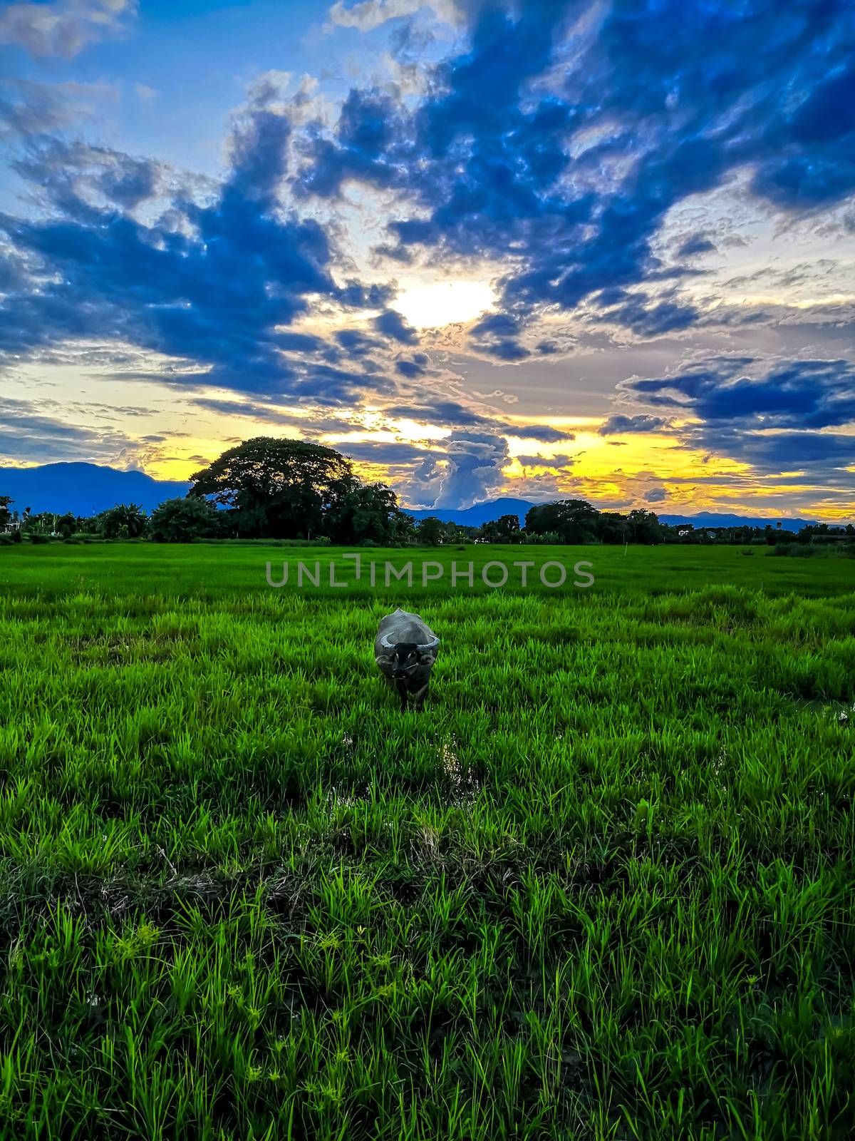 One buffalo in the field in the evening