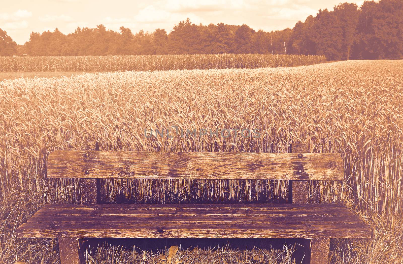 Deserted wooden bench in Germany at dawn in a contemporary style. Vast fields of wheat and corn in Bavaria.