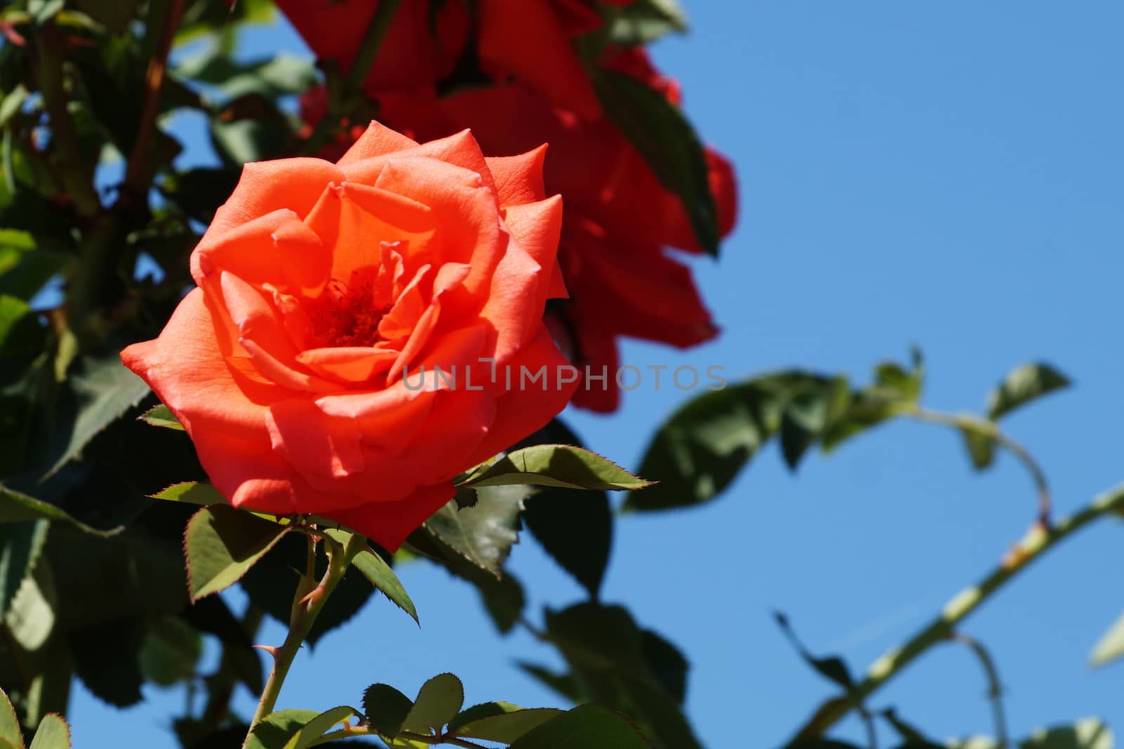 orange rose flower close up on nature background. by Annado