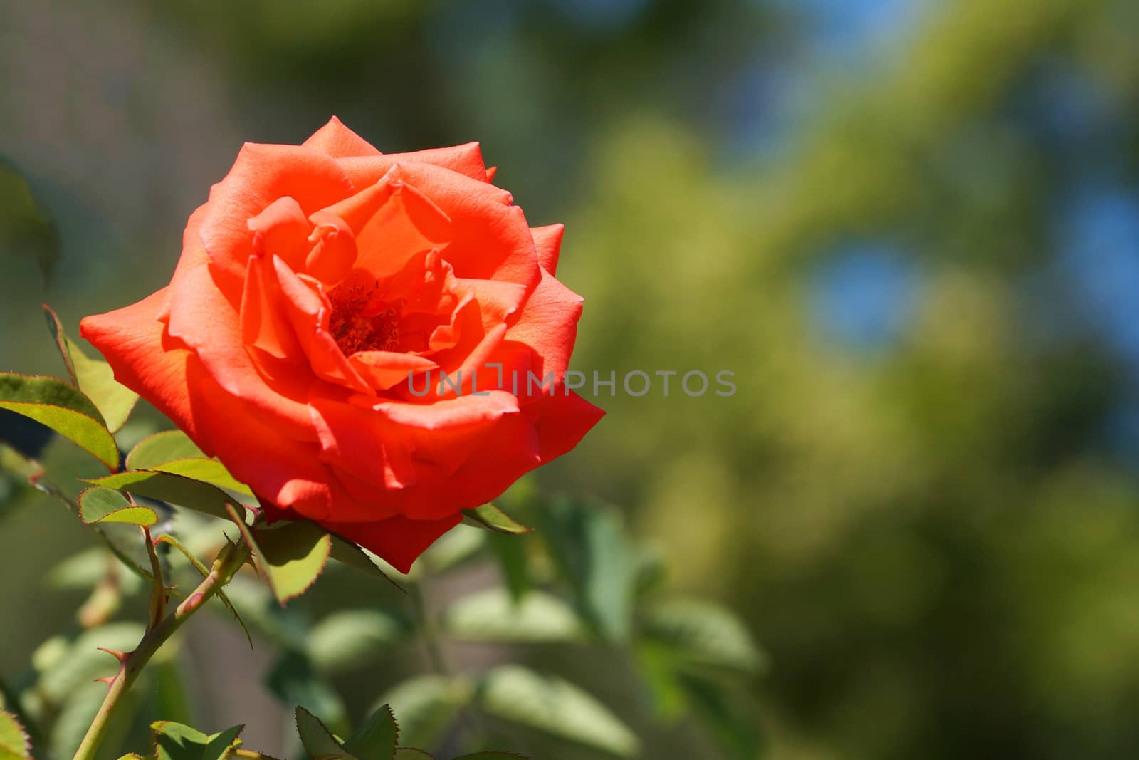 orange rose flower close up on nature background. by Annado