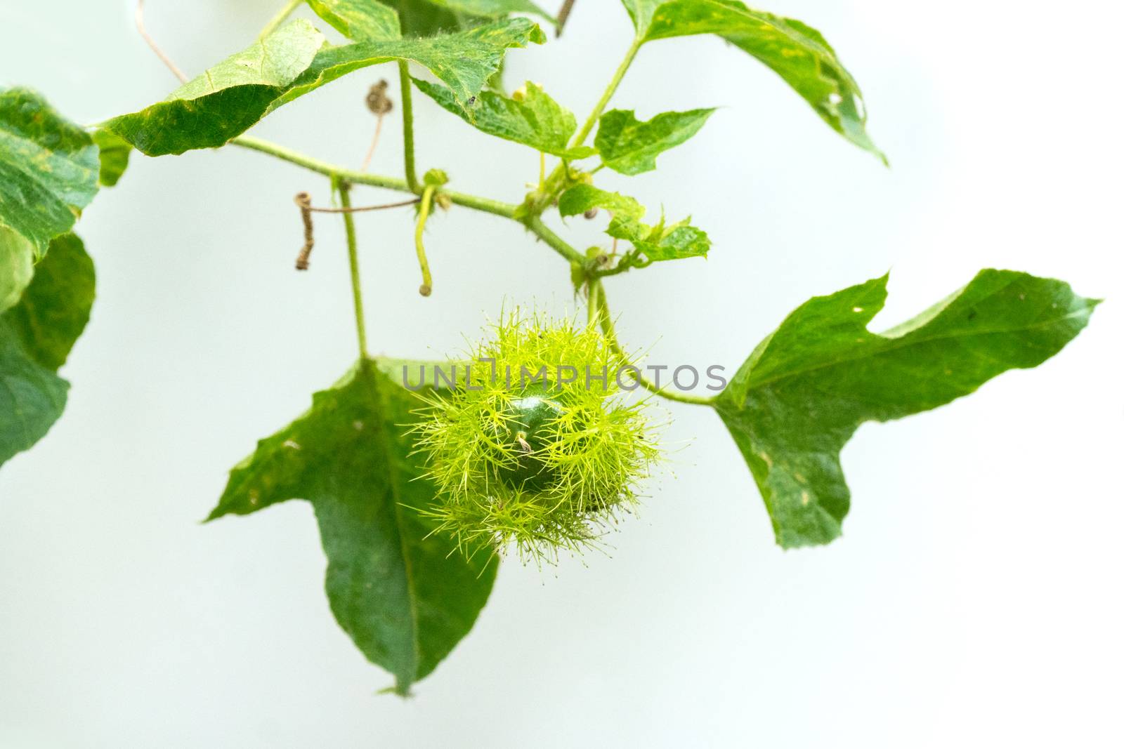 bud of passionflower (Passiflora foetida L.) on white background