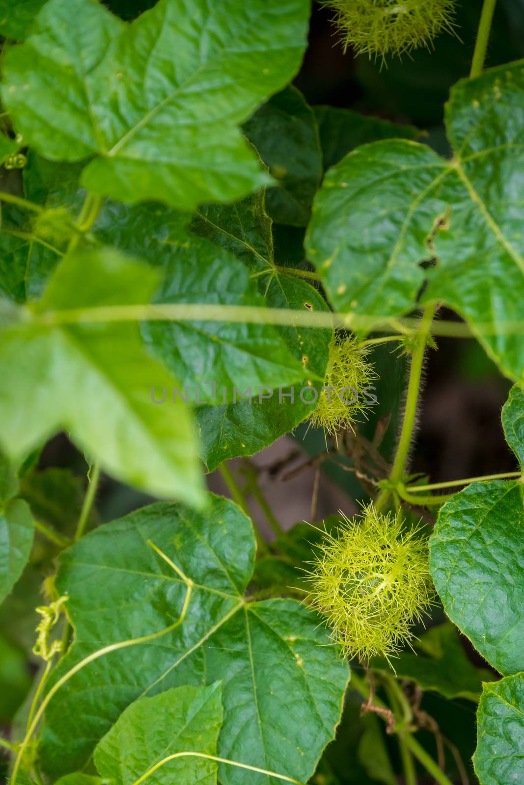 bud of passionflower (Passiflora foetida L.) growing up in the garden