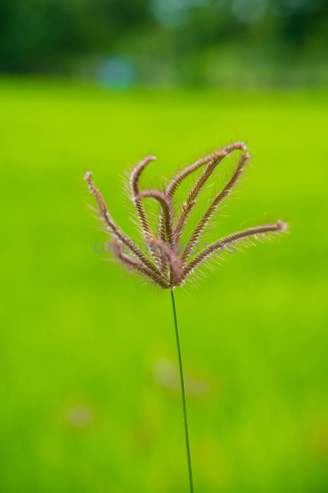 swollen finger grass, finger grass on green field background