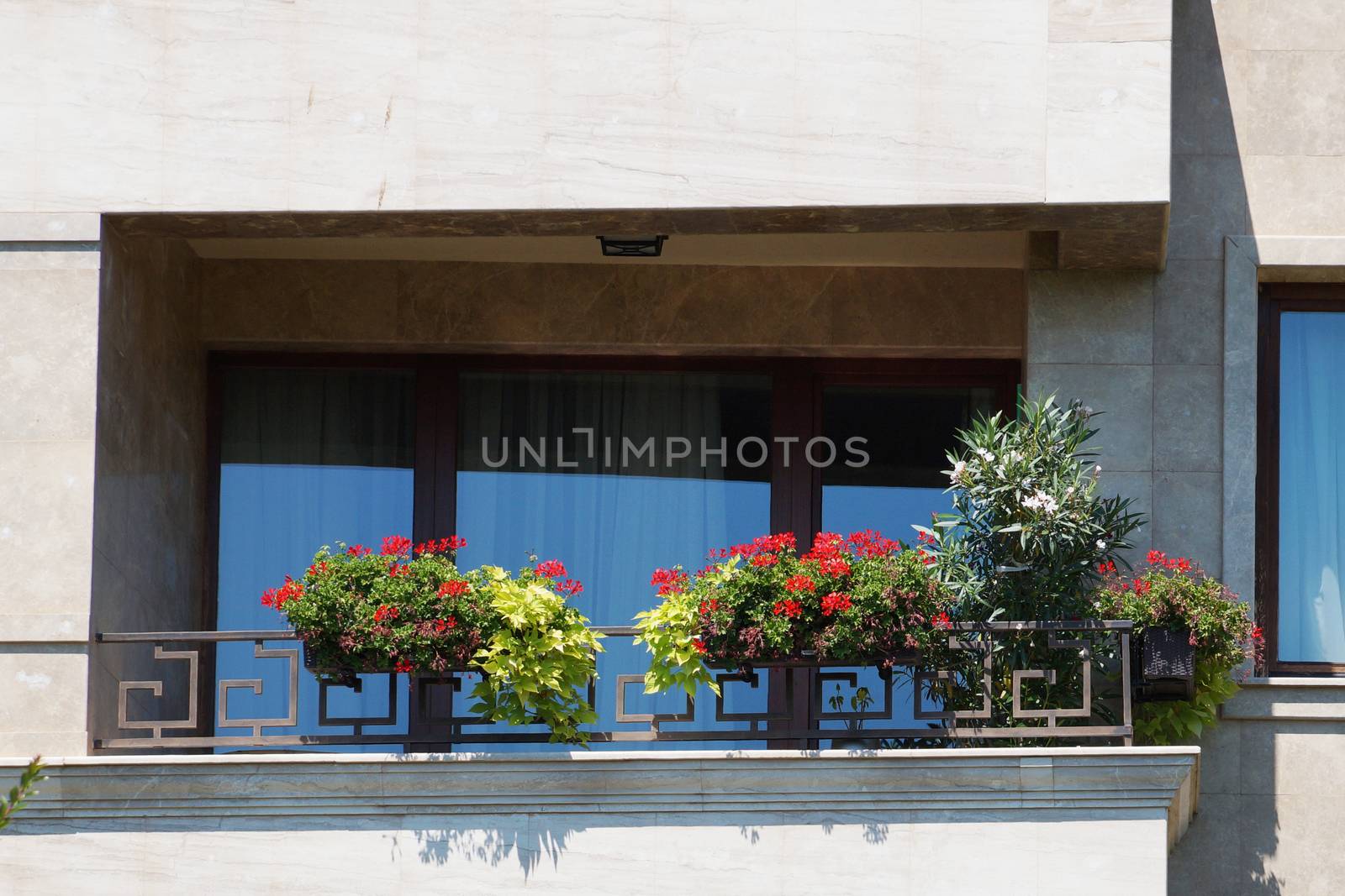 flowers in pots on the open balcony close up