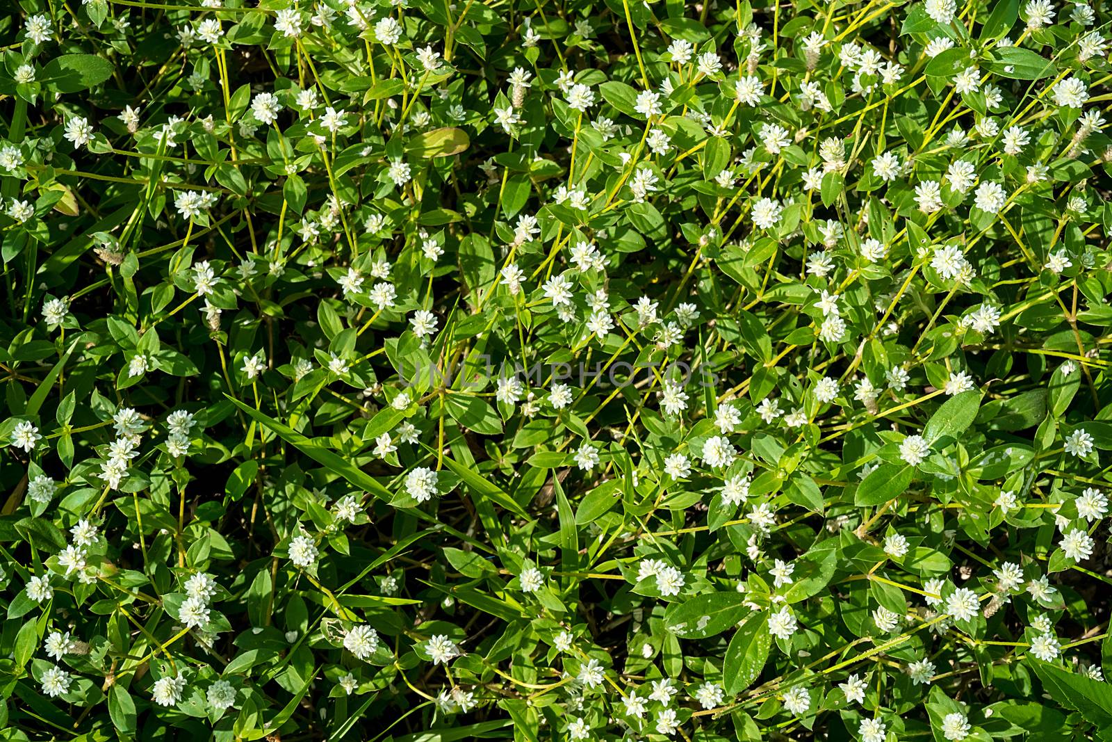 Gomphrena celosioides (GOMPHRENA GLOBOSA LINN.)