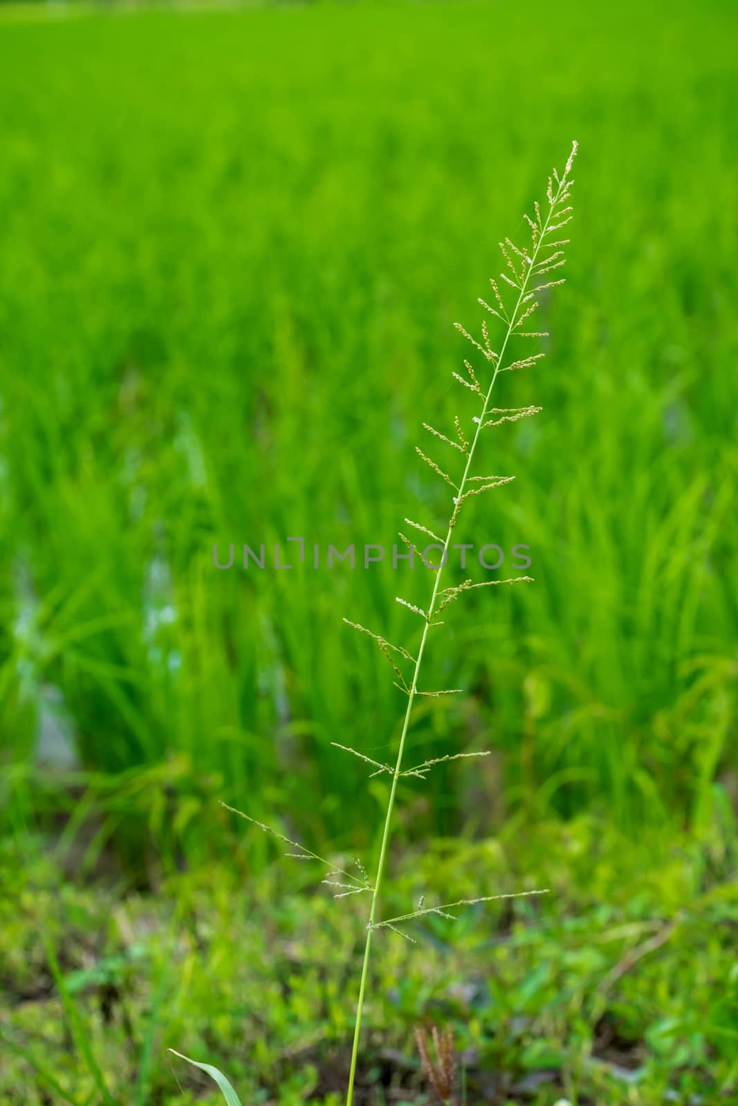 red sprangletop, ryegrass, feathergrass, chismastreegrass