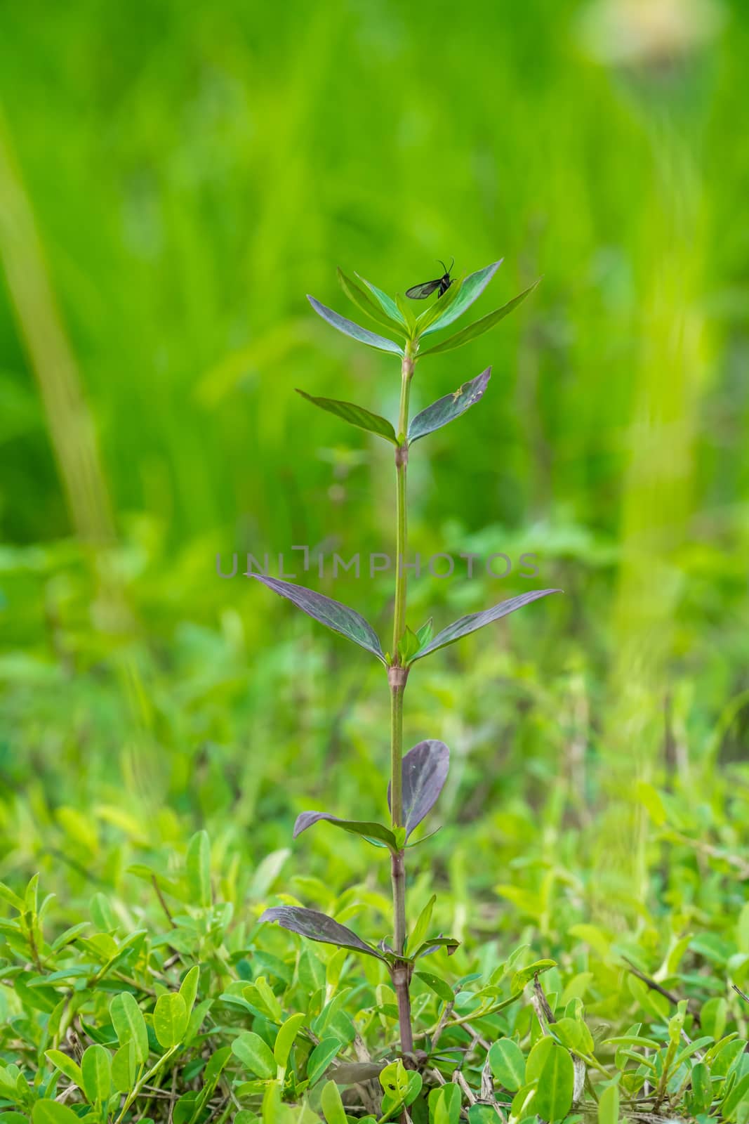 Stems and leaves of Buttonweed by somesense