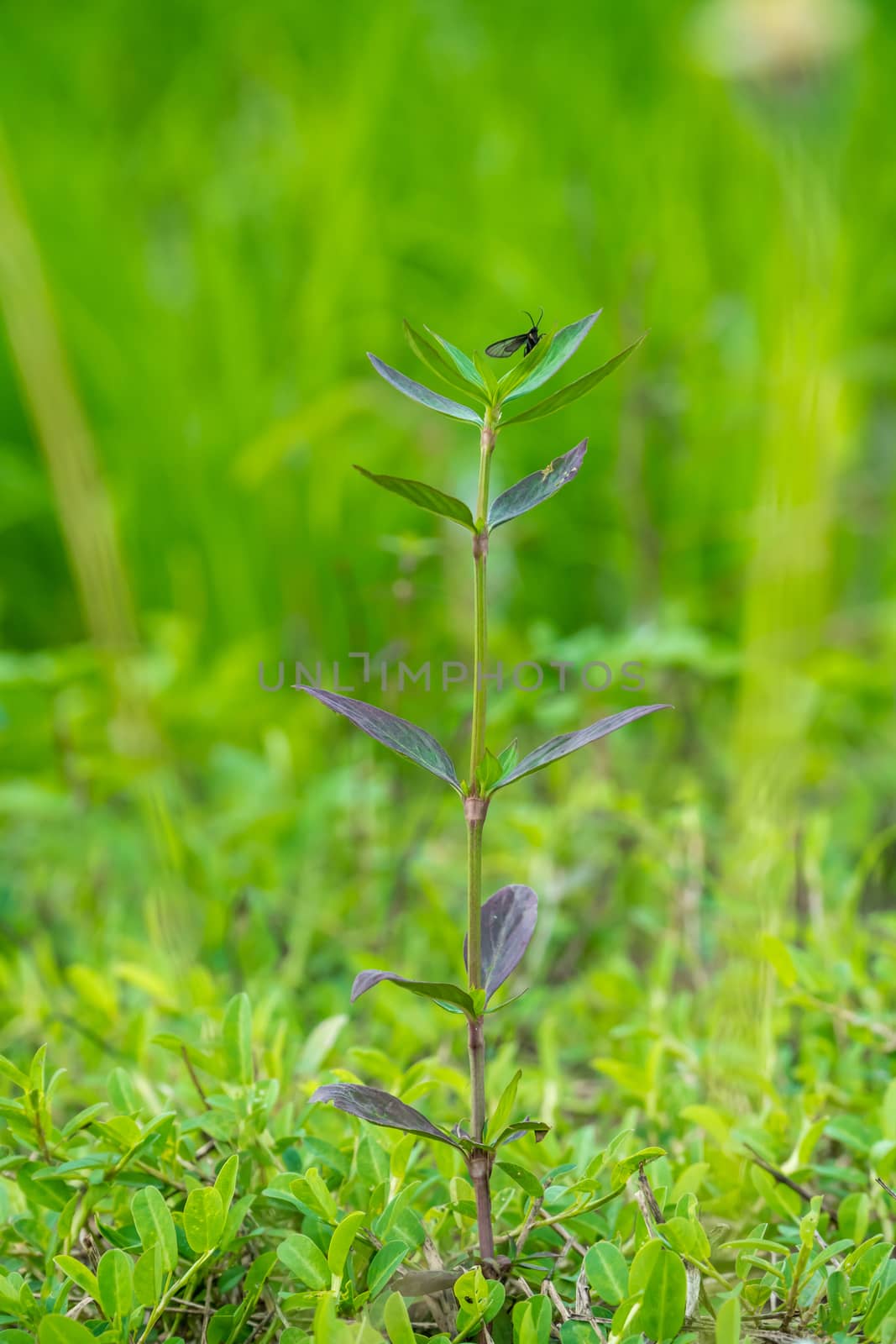 Stems and leaves of Buttonweed, Irongrass (Borreria laevis (Lam.) Griseb.)