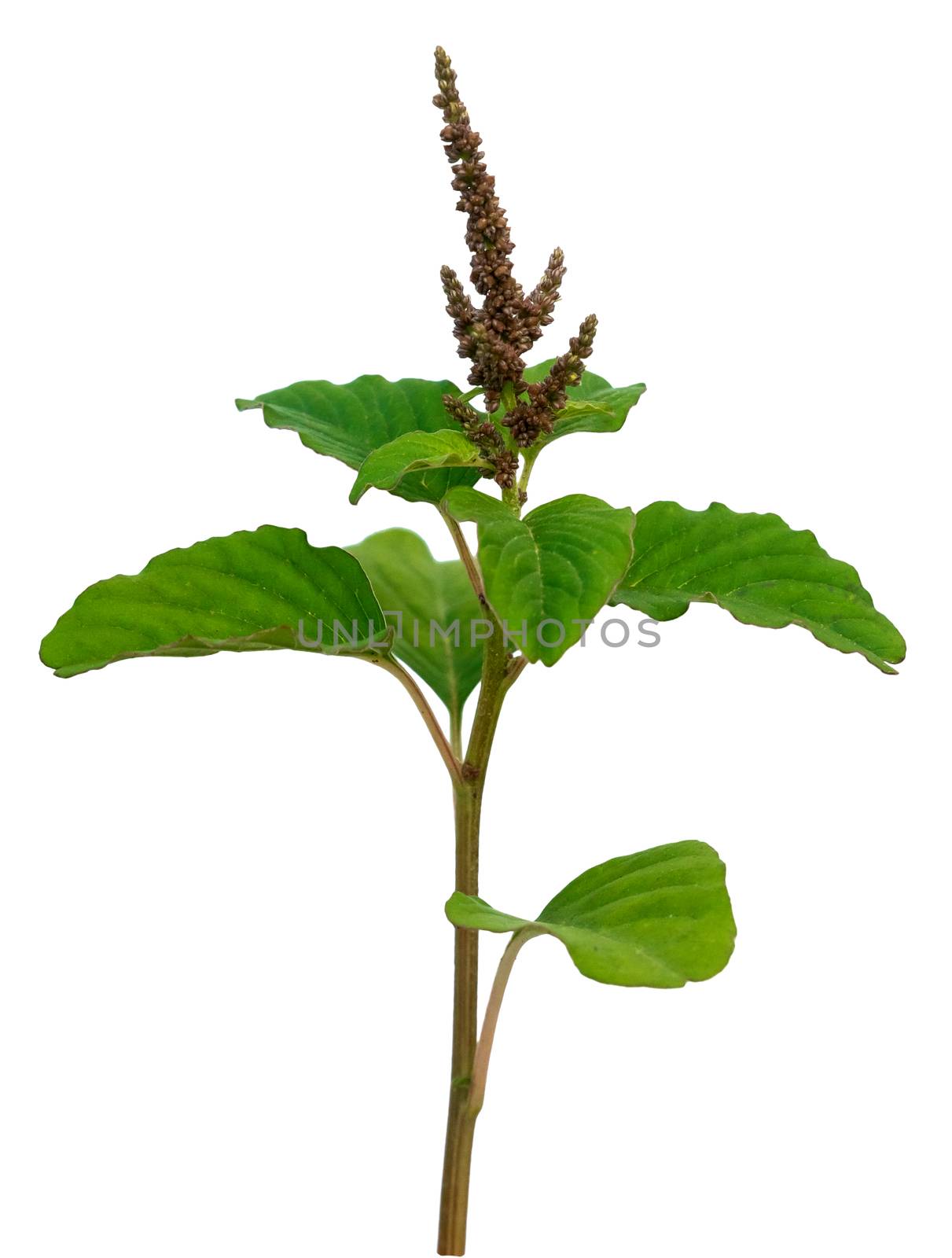 slender amaranth, slender amaranthus, pigweed