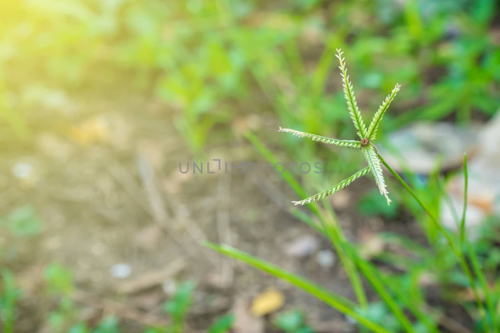 goosegrass, yardgrass, wiregrass, silver crabgrass