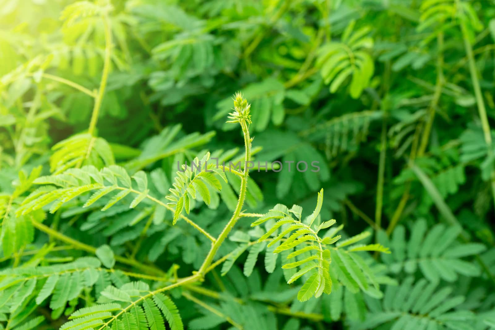 Young shoots of giant mimosa, thorny sensitiveplant