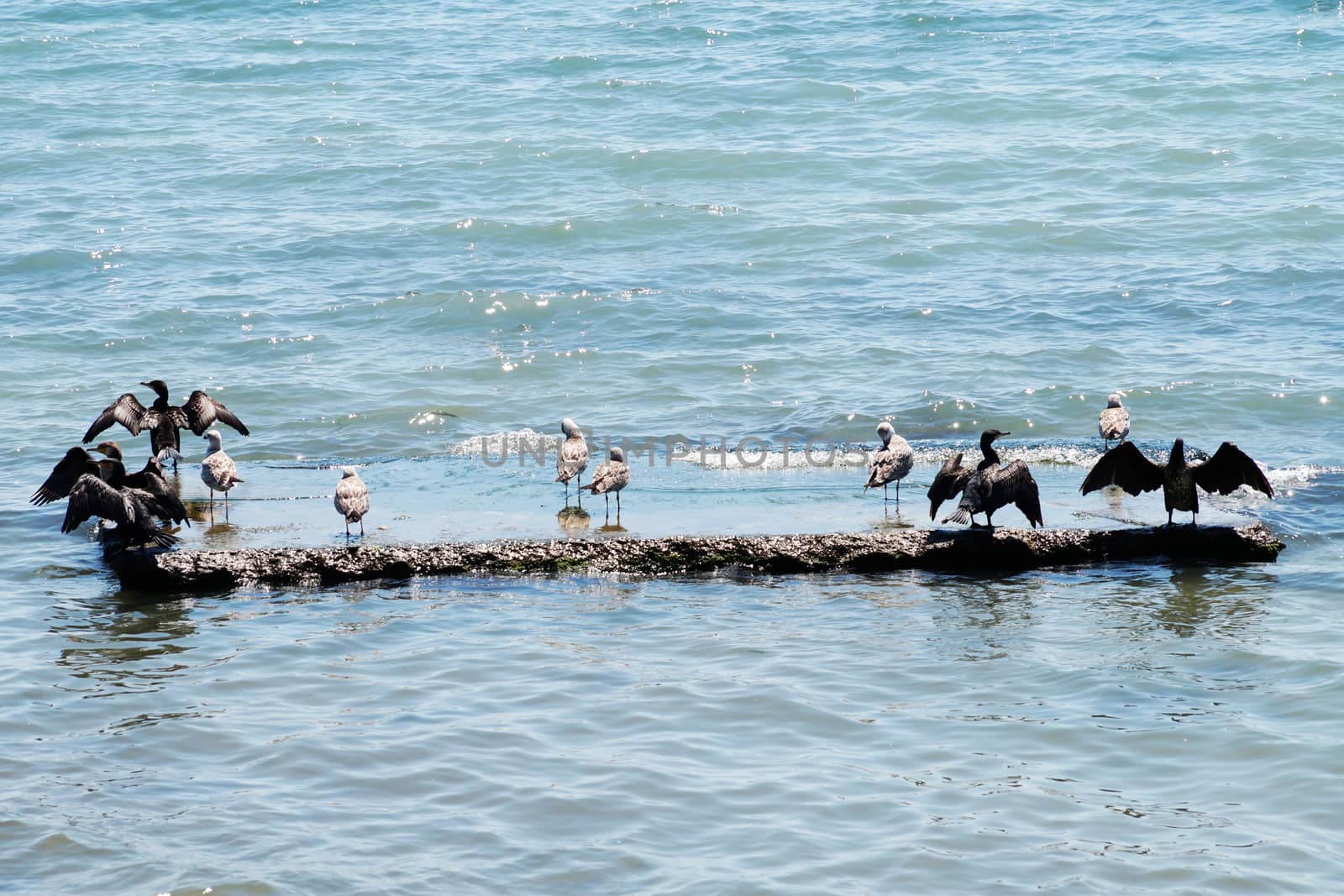 seabirds sit on a rock in the sea, spreading their wings