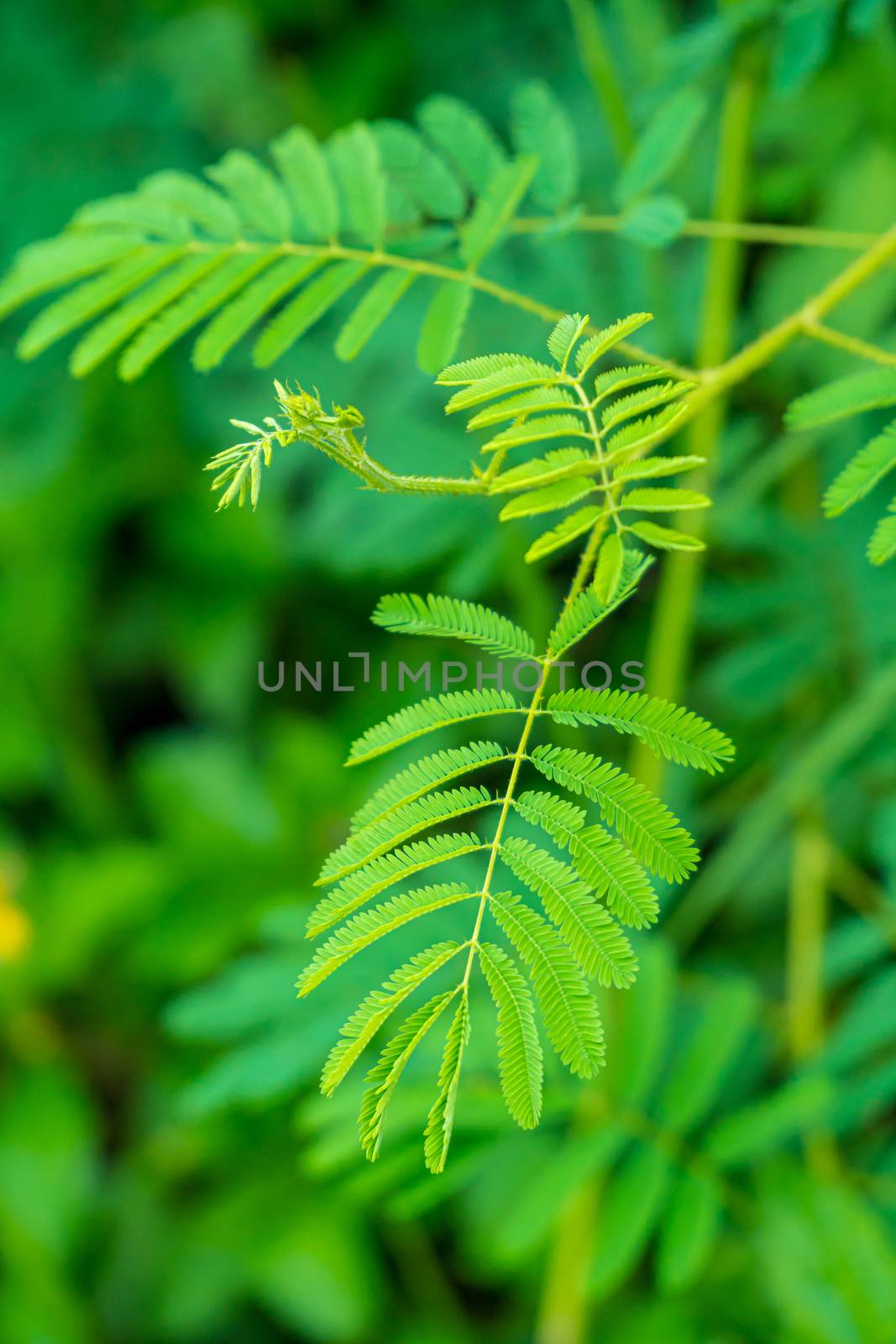 young of giant mimosa, thorny sensitiveplant