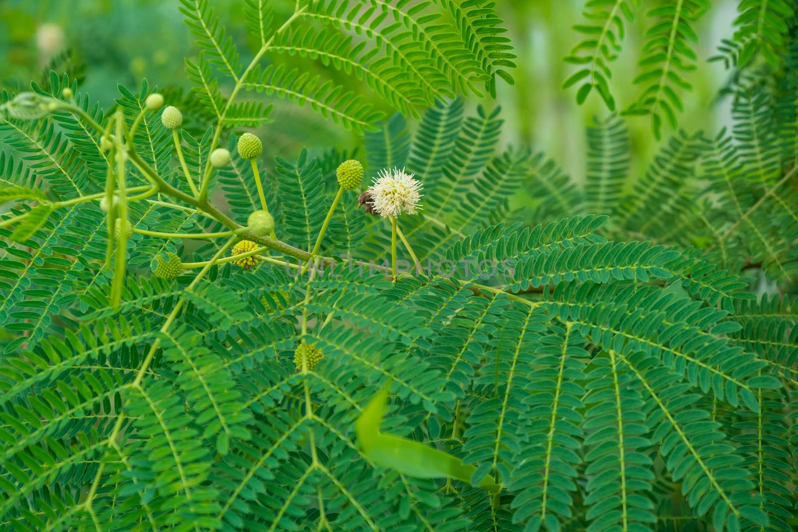 flower of White Popinac on the tree