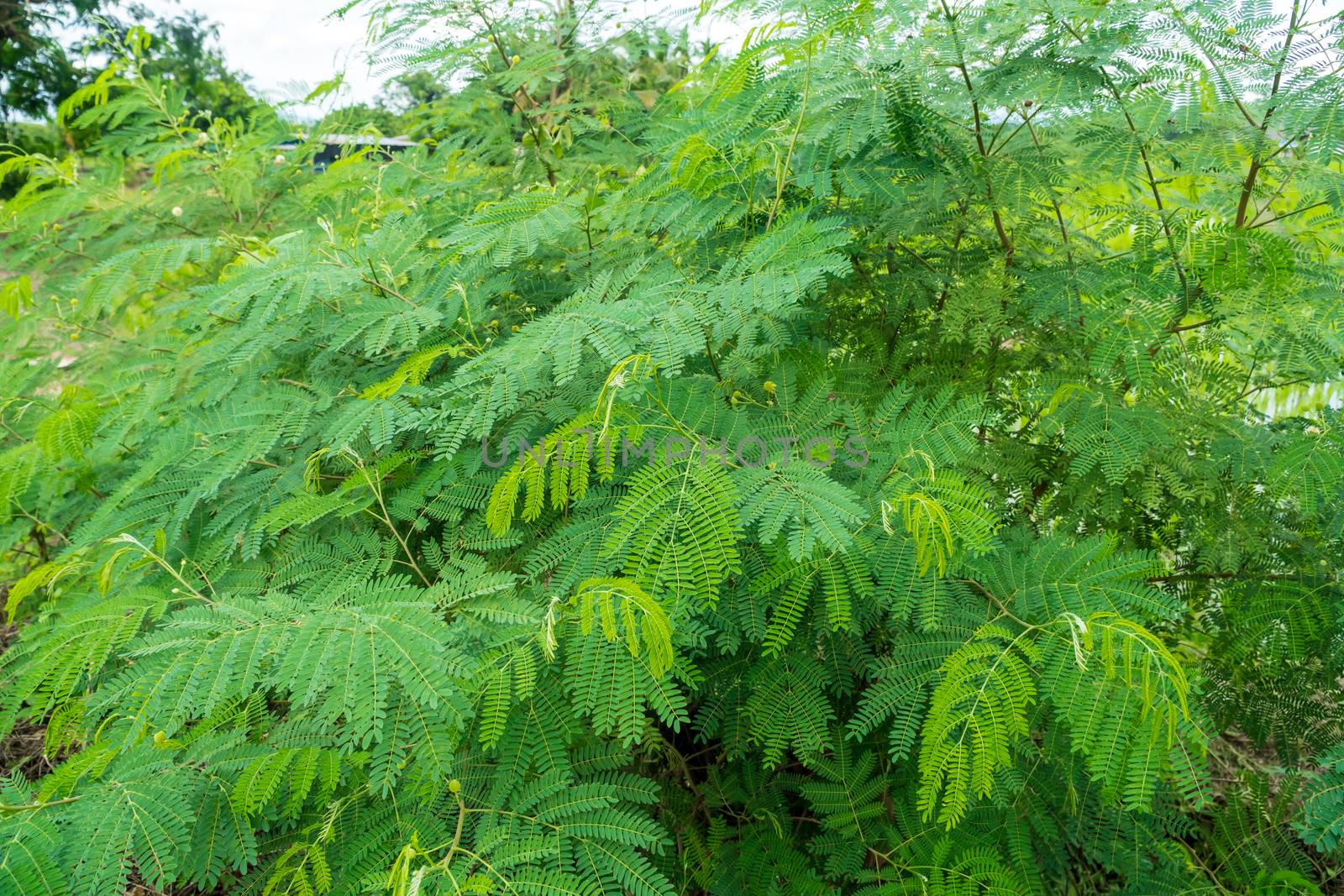 Young shoots of White popinac by somesense