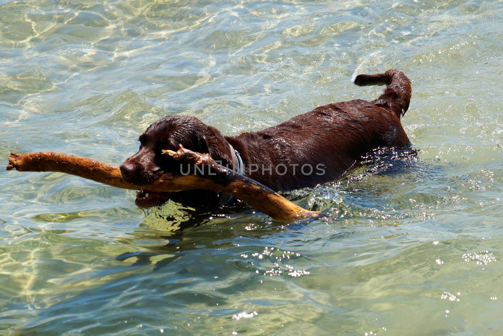 the dog carries a stick out of the water in its teeth by Annado