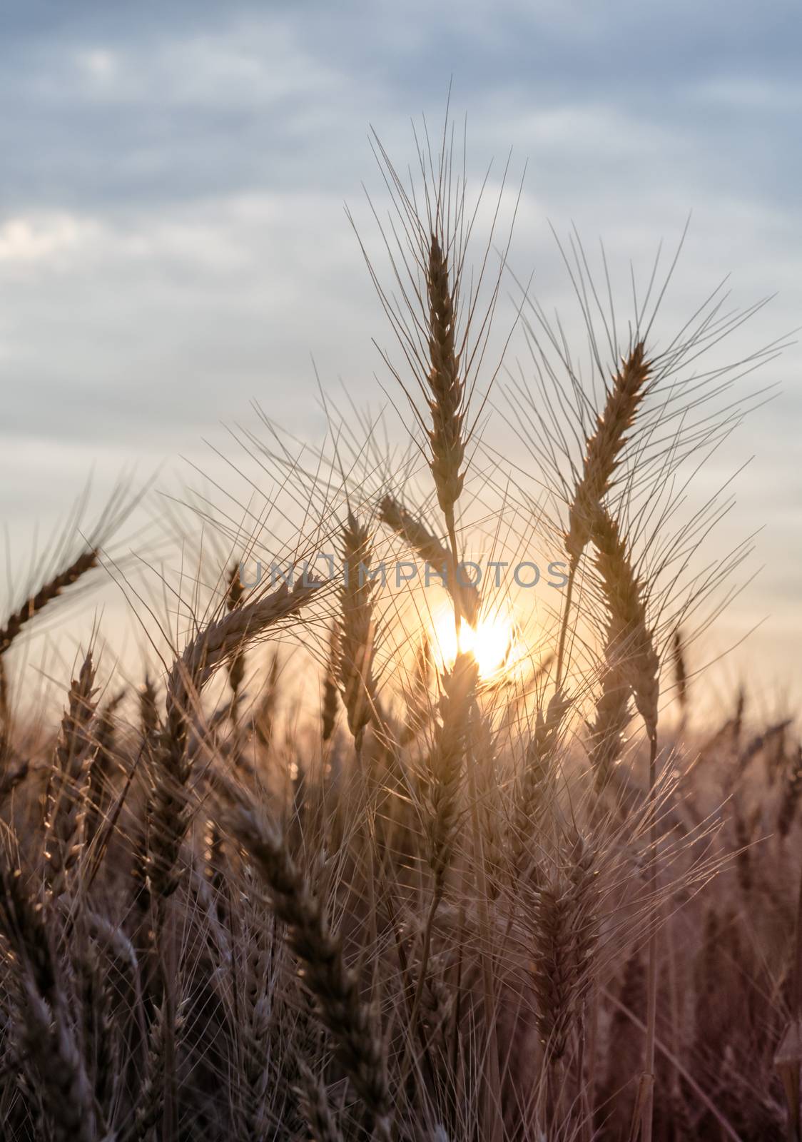 spikelets of wheat at sunset blurry by Gera8th