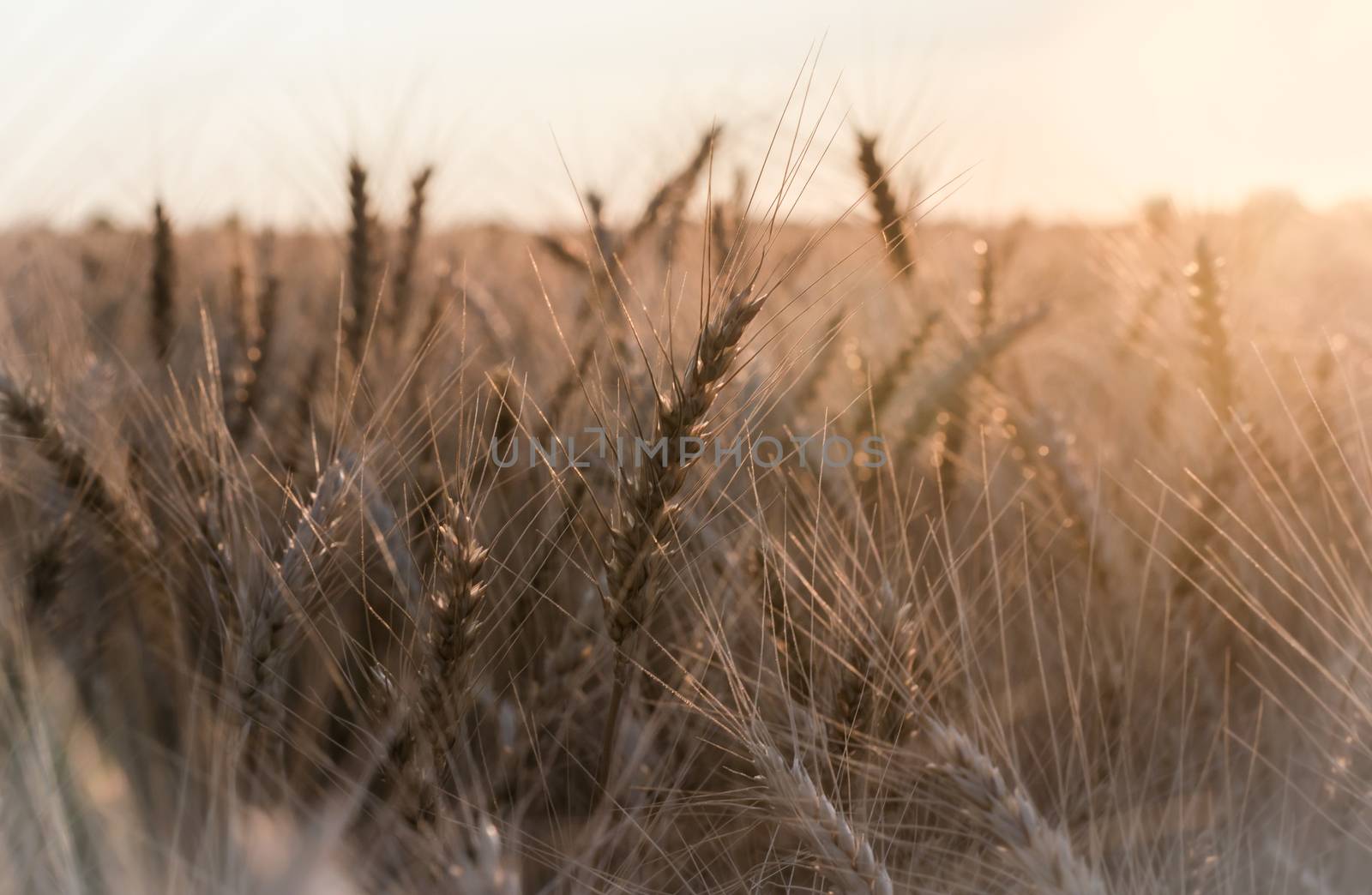 spikelets of wheat at sunset blurry nature background harvest