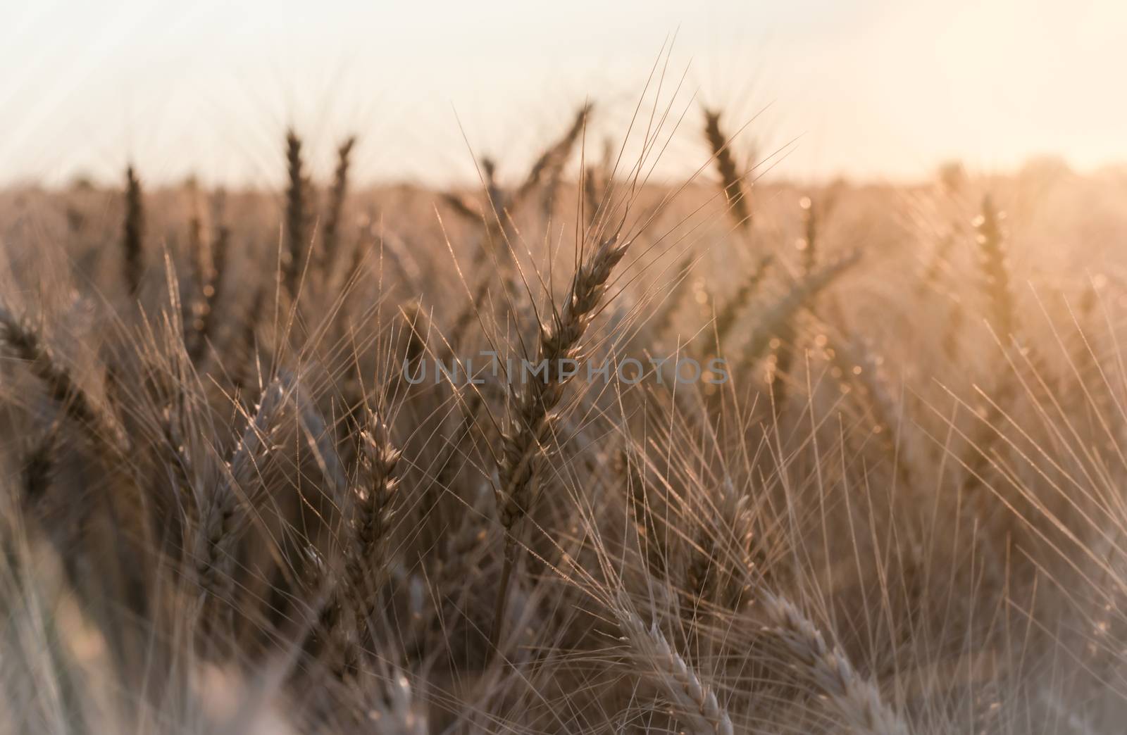 spikelets of wheat at sunset blurry by Gera8th