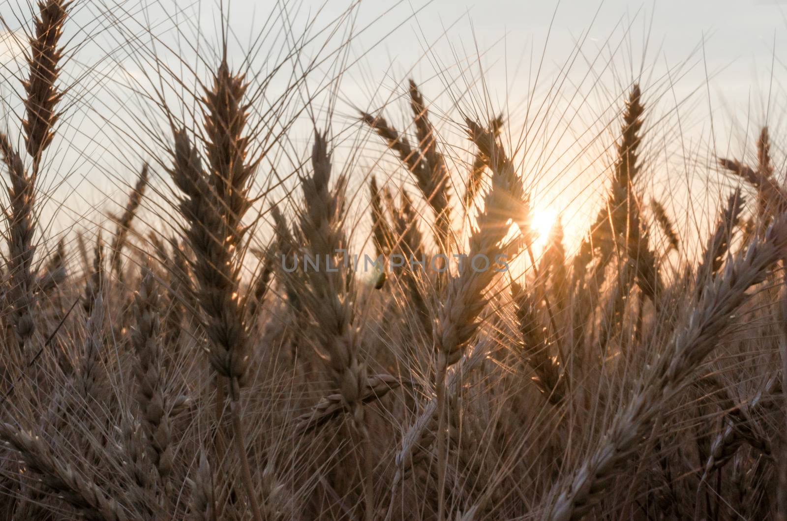 spikelets of wheat at sunset blurry by Gera8th