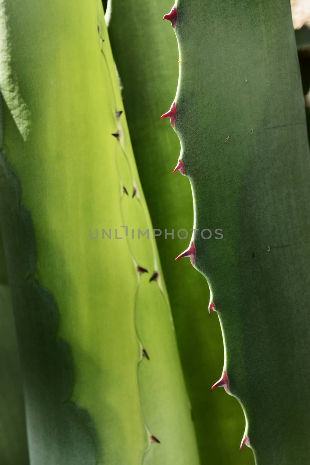 Blue -green agave leaves ,sharp red thorns  ,graphic effect ,high contrast , front view , vertical composition ,color shading 