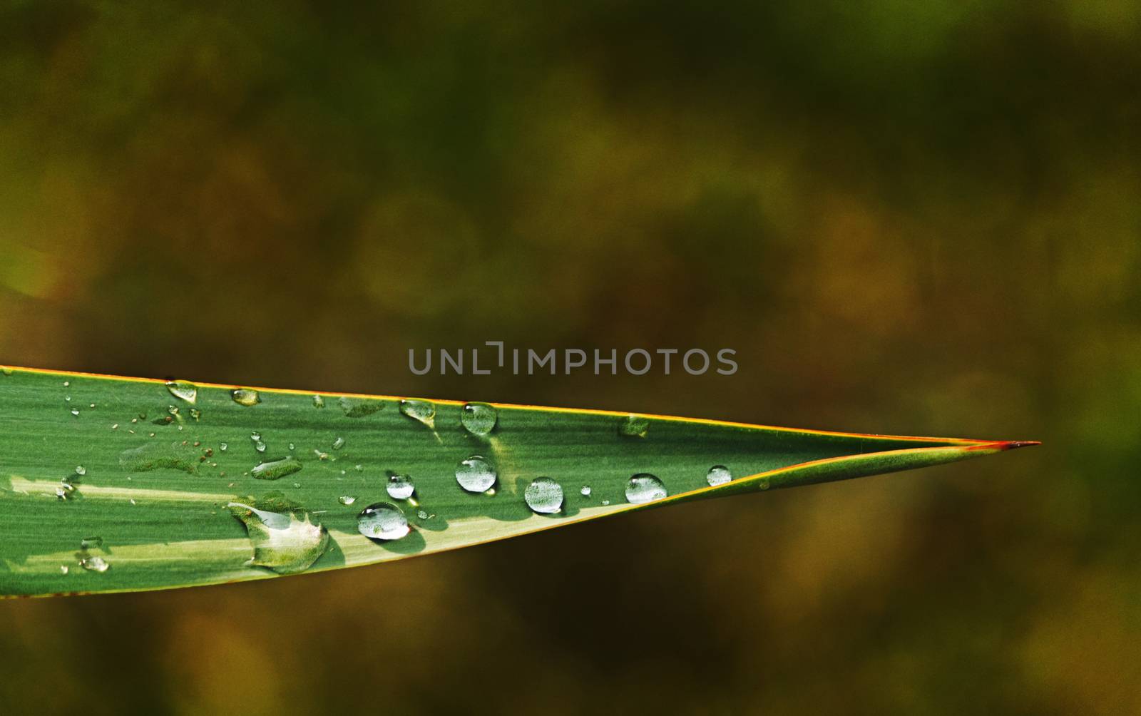 Bright droplets on a leaf ,backlight ,scenic water reflections , selective focus , horizontal composition 