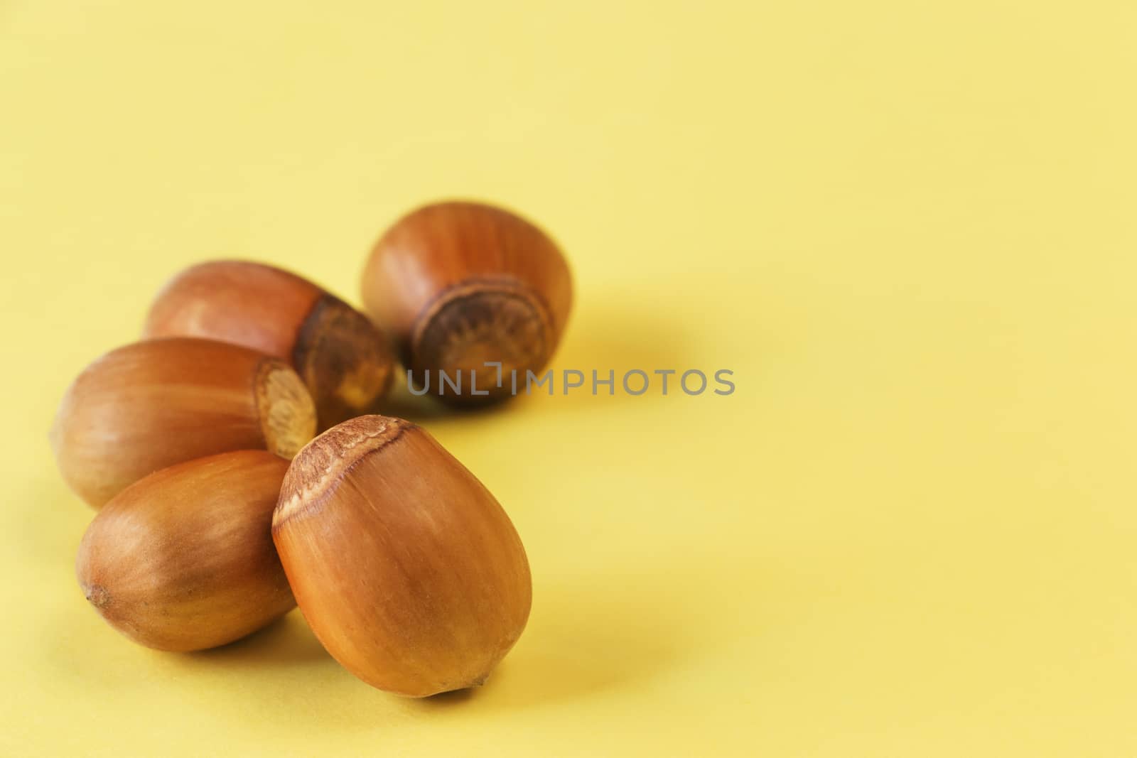 A group of hazelnuts on a colored background ,front view ,studio shot ,selective focus