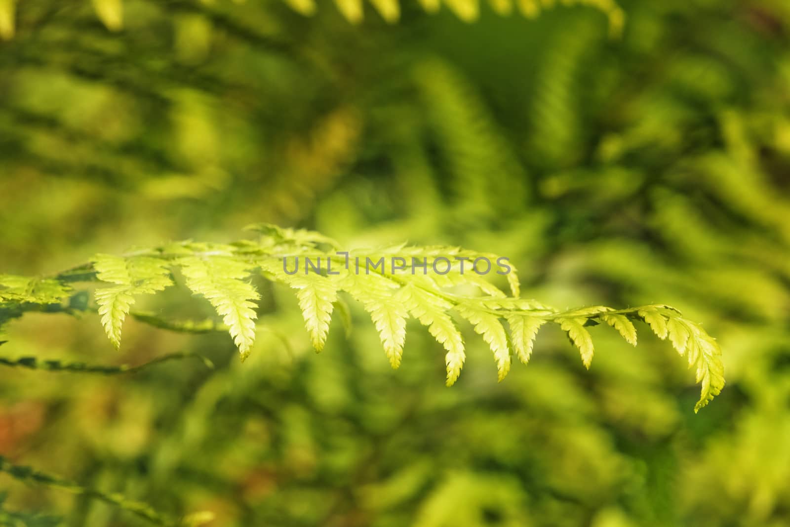 Small leaf of soft shield fern also called polystichum setiferum ,the background is out of focus green ,harmony in nature