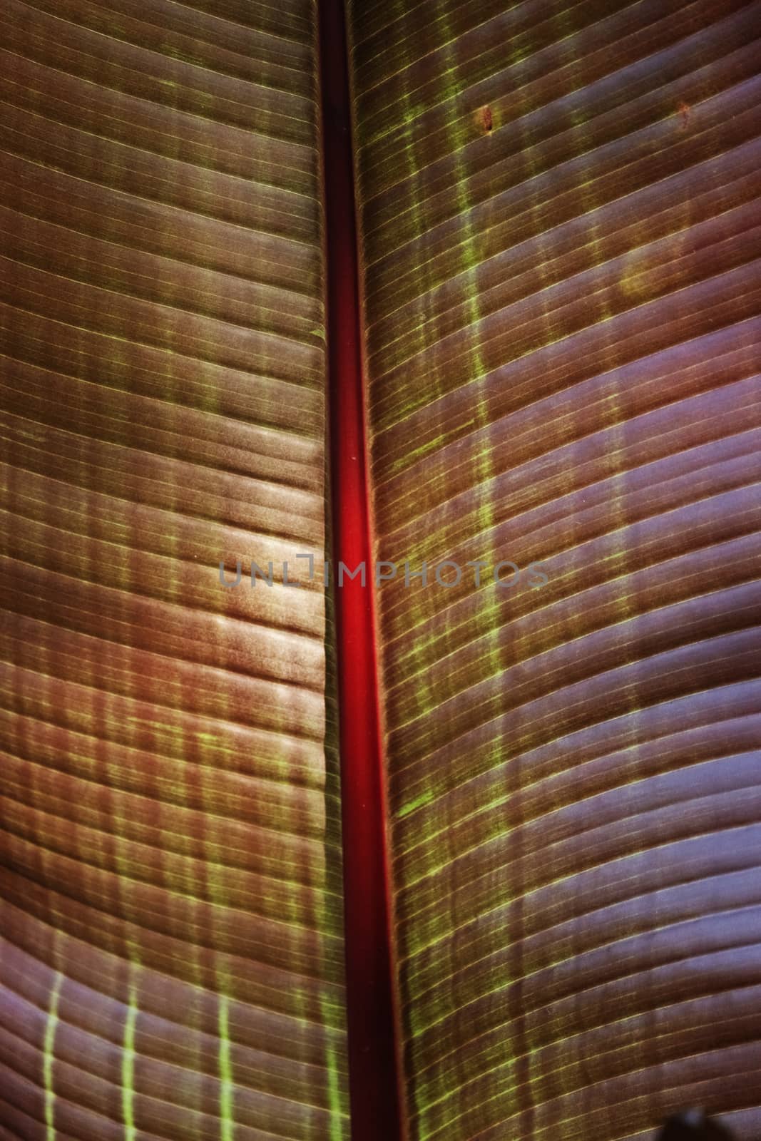 Banana leaf detail by victimewalker